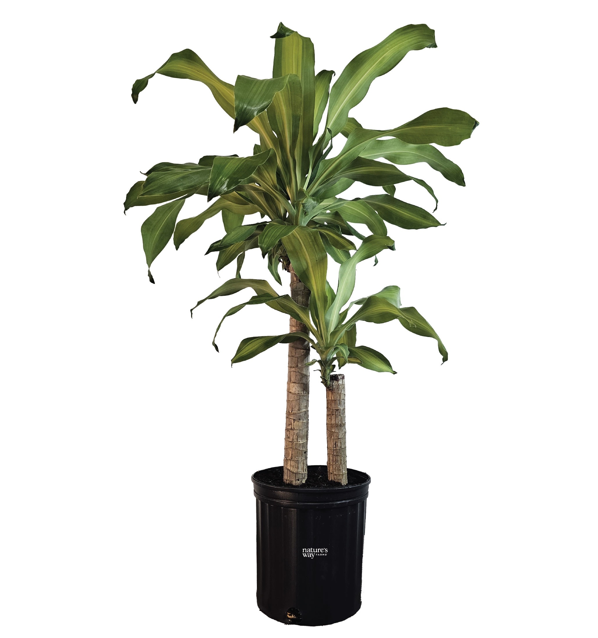 Nature's Way Farms Corn Plant House plant in 2 Gallon(s) Pot 1 -Pack
