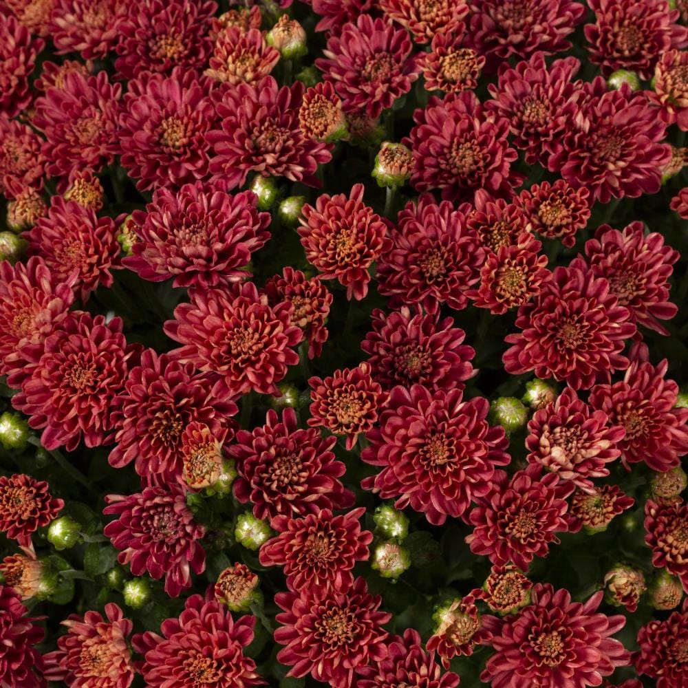 Lowe's 788393 annuals - View #2
