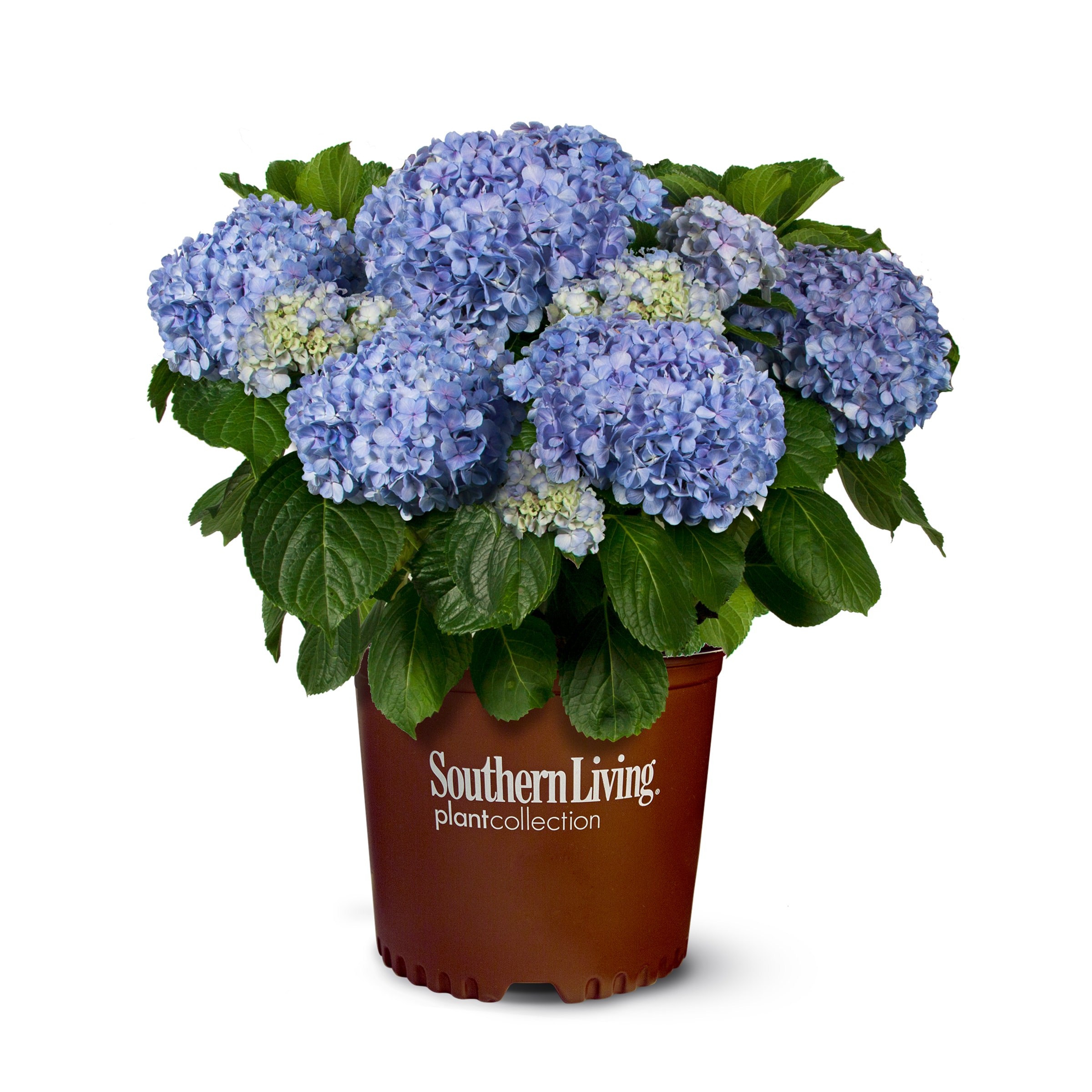 Multicolor Big Daddy Hydrangea Flowering Shrub in 2-Gallon (s) Pot in the  Shrubs department at 