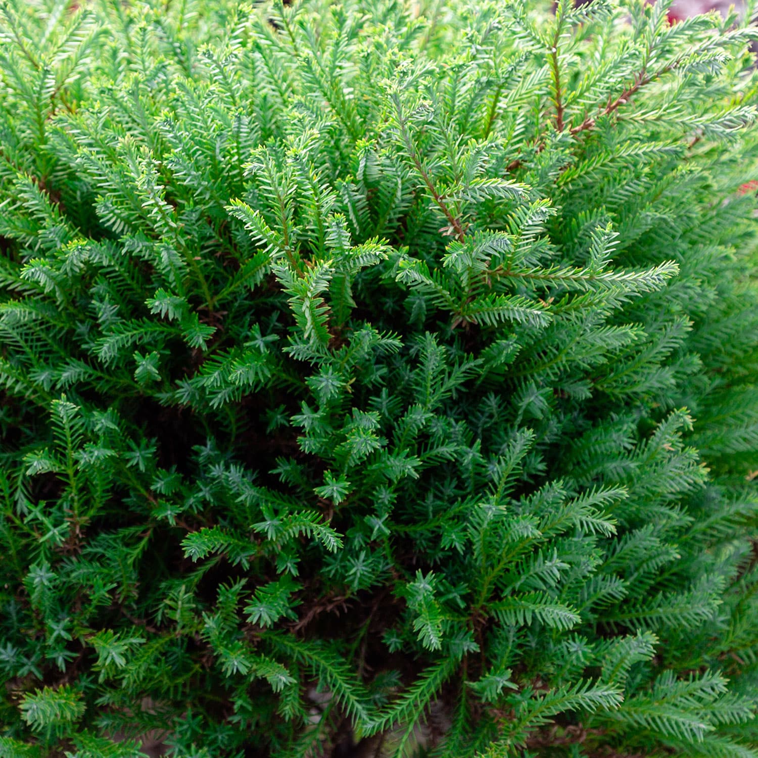Southern Living Plant Collection 5538Q-1 shrubs - View #5