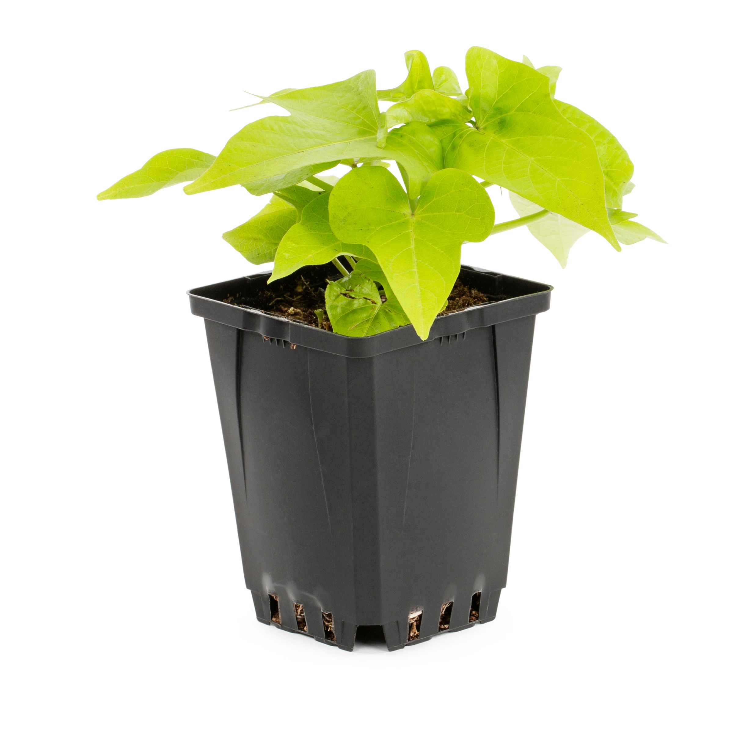 Lowe's NURSERY annuals - View #2