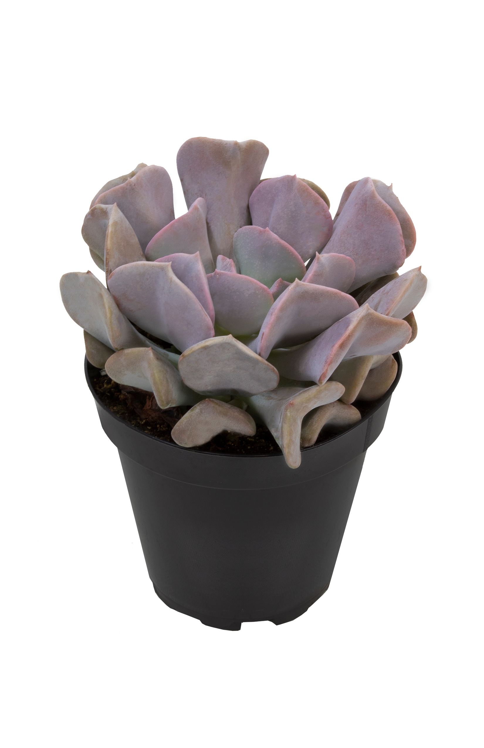 Lowe's 80705 Cacti-Succulents - View #2