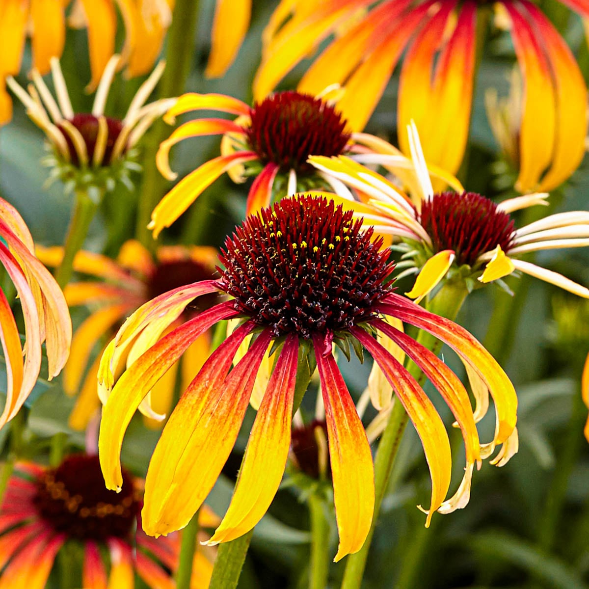 Spring Hill Nurseries 88699 Orange Fiery Meadow Mama Coneflower Plant in 2.5 -Quart Pot 1.0 -Pack