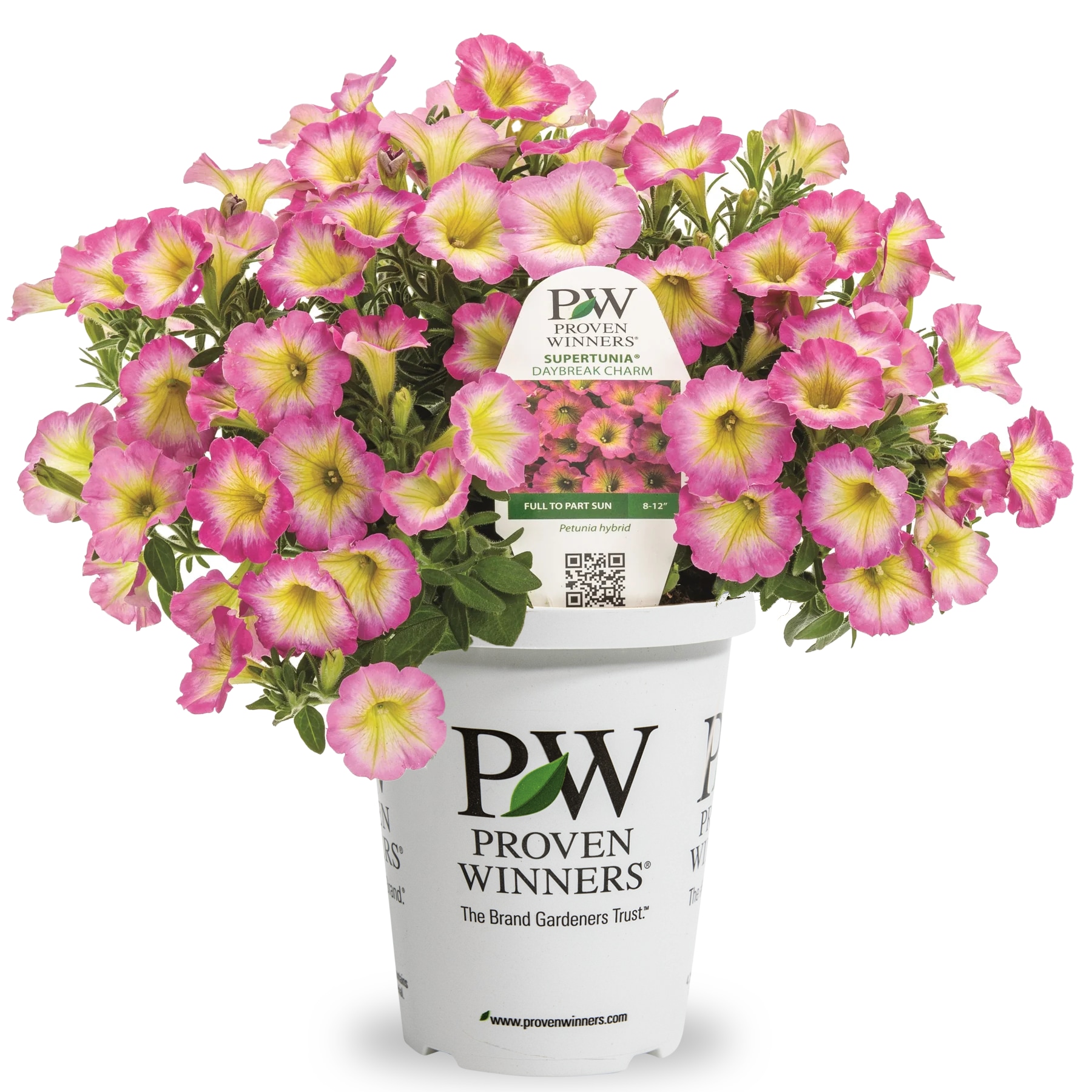 Lowe's NURSERY Multicolor Daybreak Charm Supertunia in 1.5 Pint Pot 1 -Pack