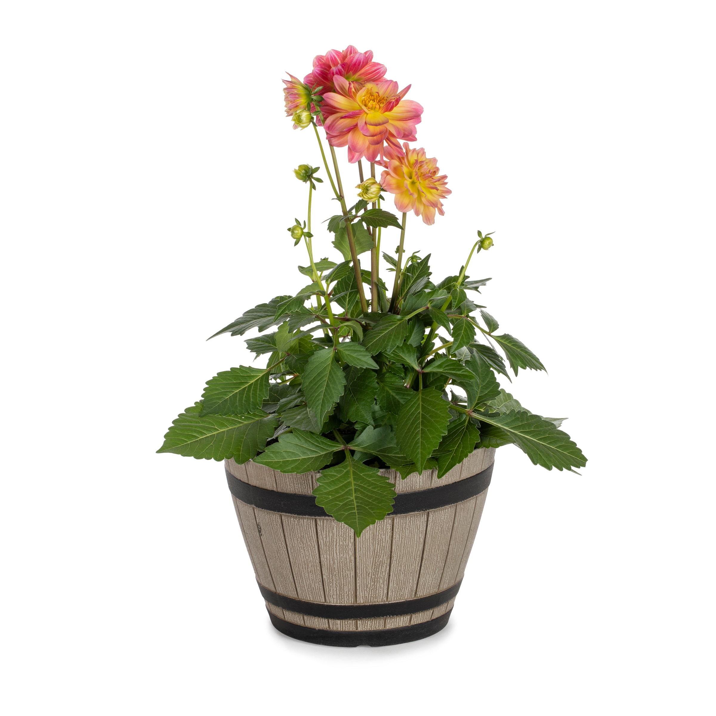 Lowe's 1639390 annuals - View #3