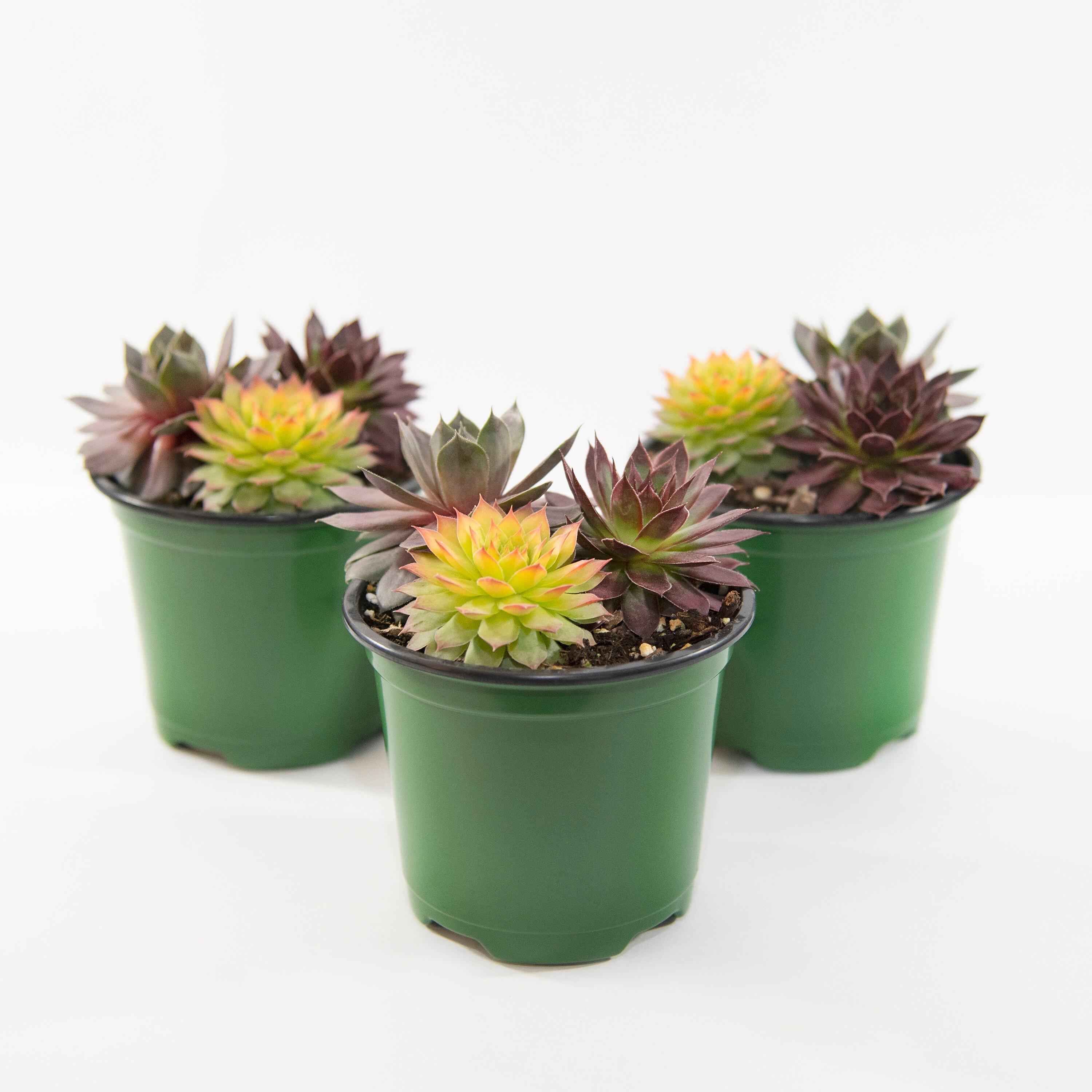 National Plant Network LW7674 Succculent Chick Charms in 4-in Pot
