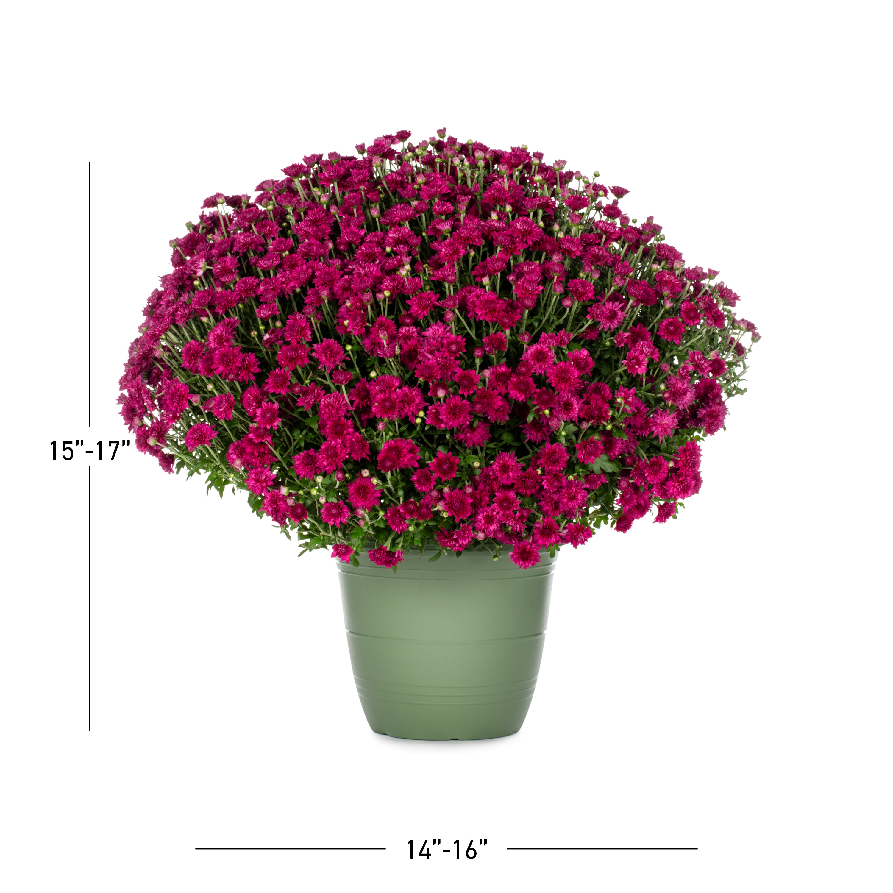 Lowe's NURSERY annuals - View #3