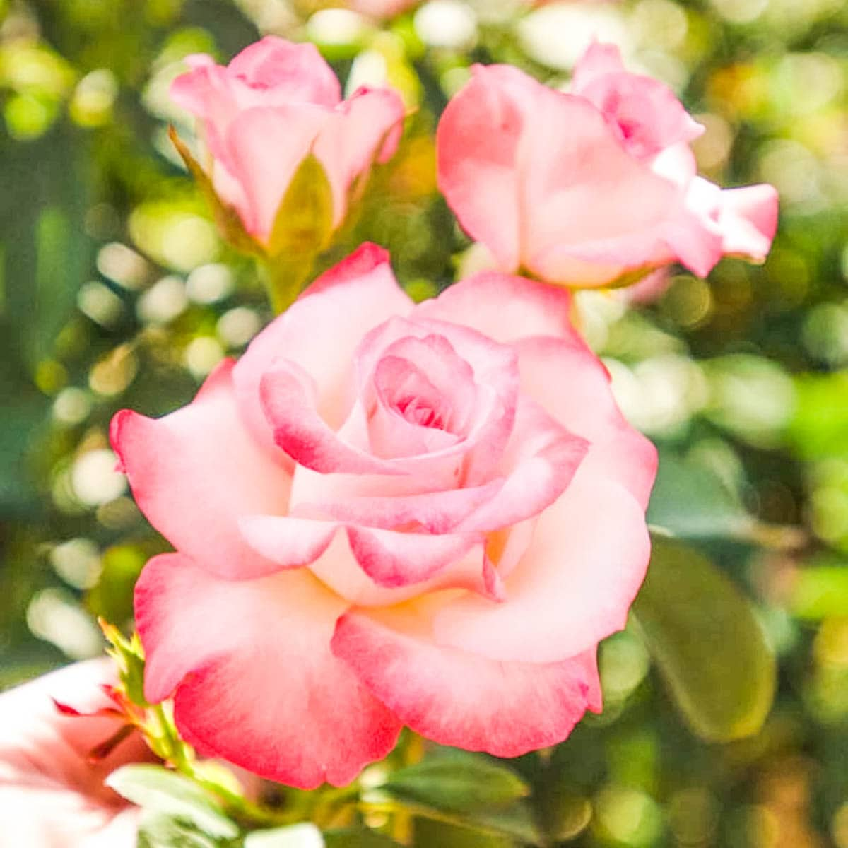 Gemini Hybrid Tea Rose