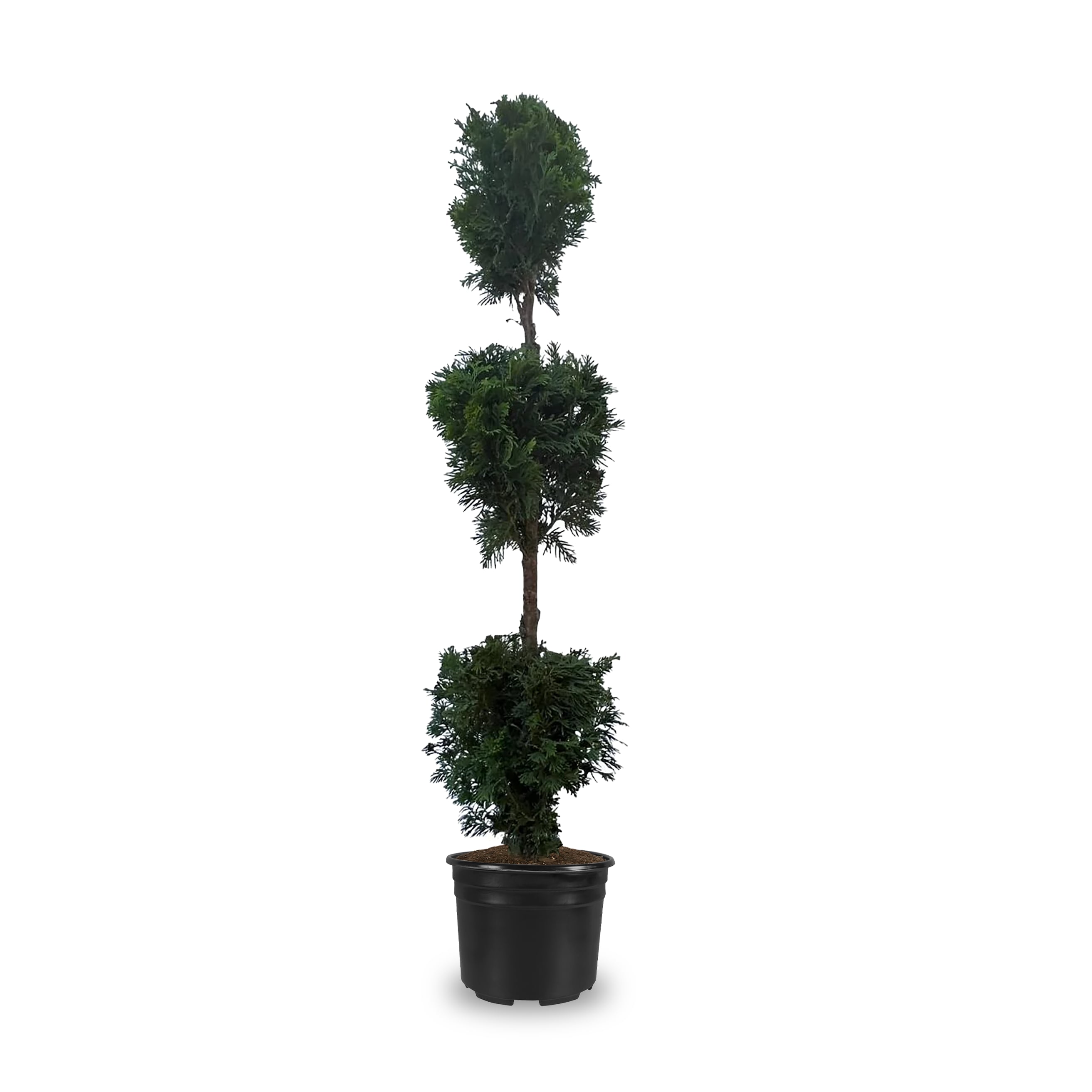  NURSERY 5.99 -Gallon Feature Poodle Form Arborvitea In pot (with soil)