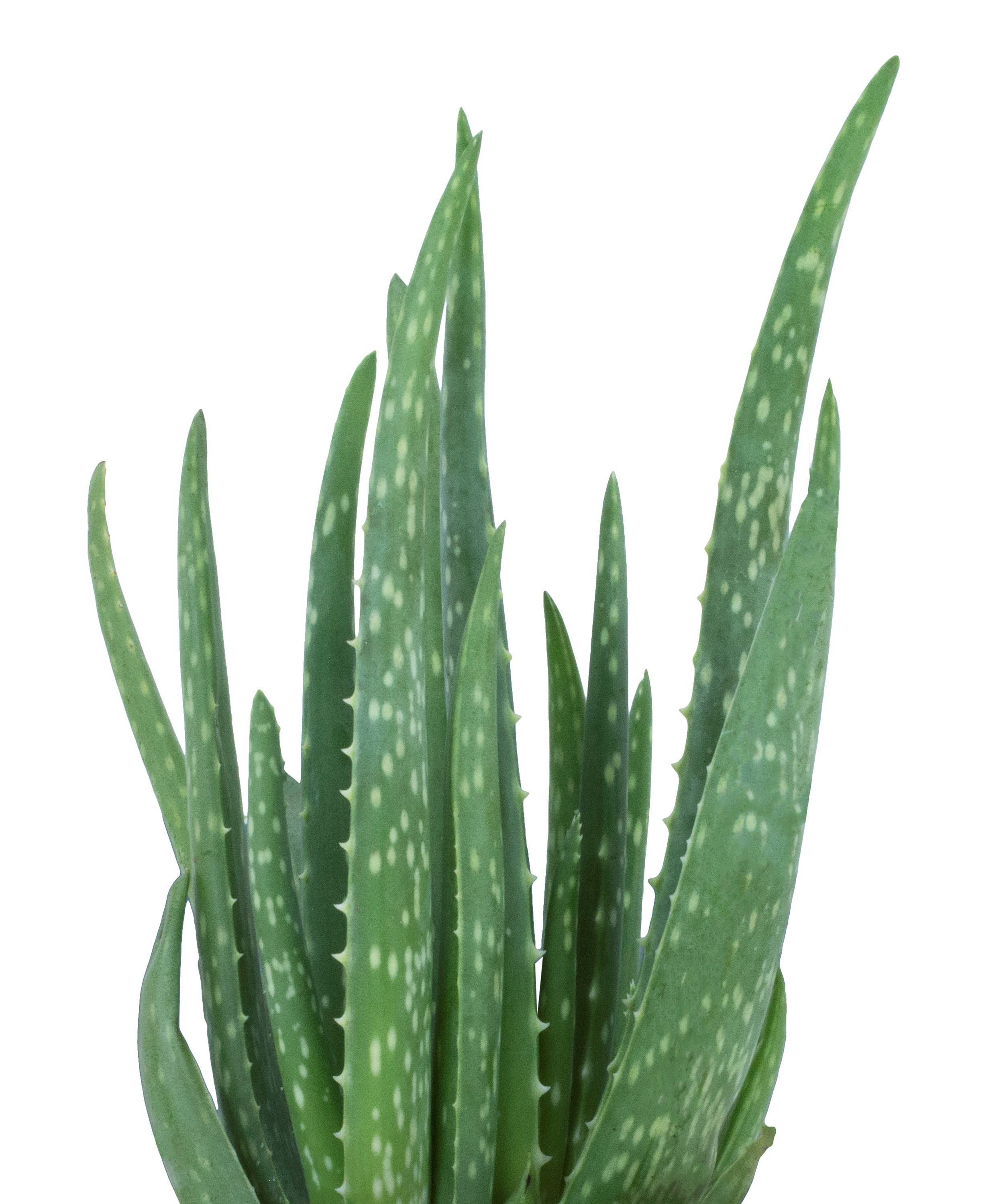 Lowe's 1.0 -Pack Aloe vera in 11.0 -oz Pot