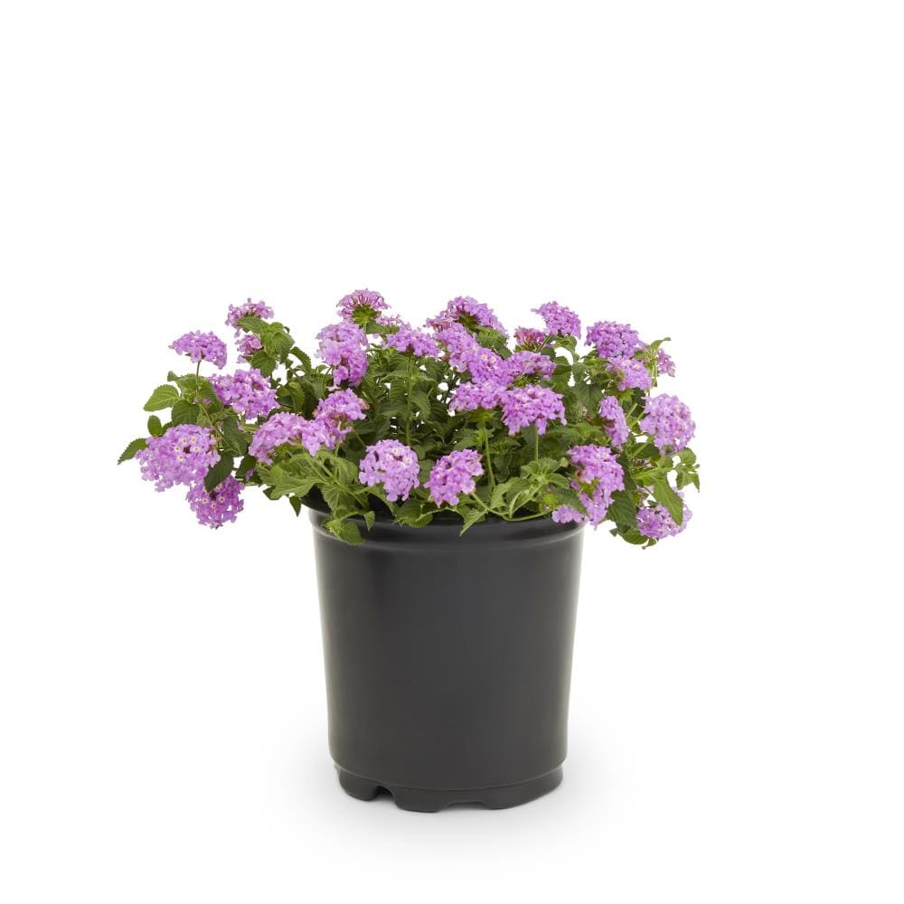 Lowe's Multicolor Lantana Plant in 2.5-Quart Pot NURSERY at Lowes.com