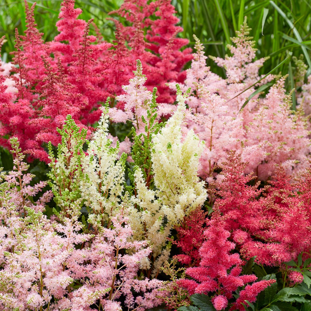 Direct Gardening 96035 Multicolor Flowering Astilbe Garden Mix Dormant Starter Plant in 1 -Pack Bareroot 10 -Pack