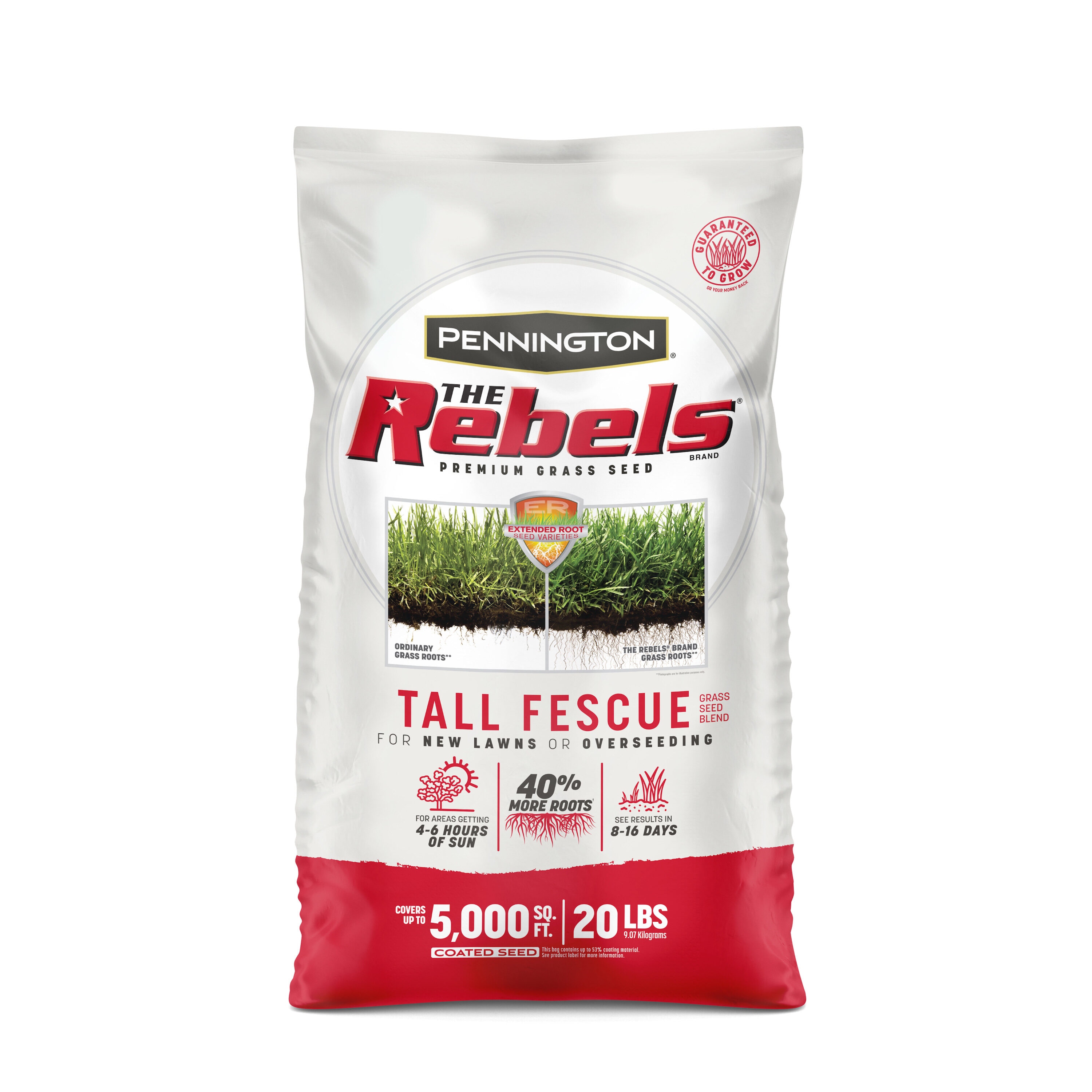 tall fescue seed