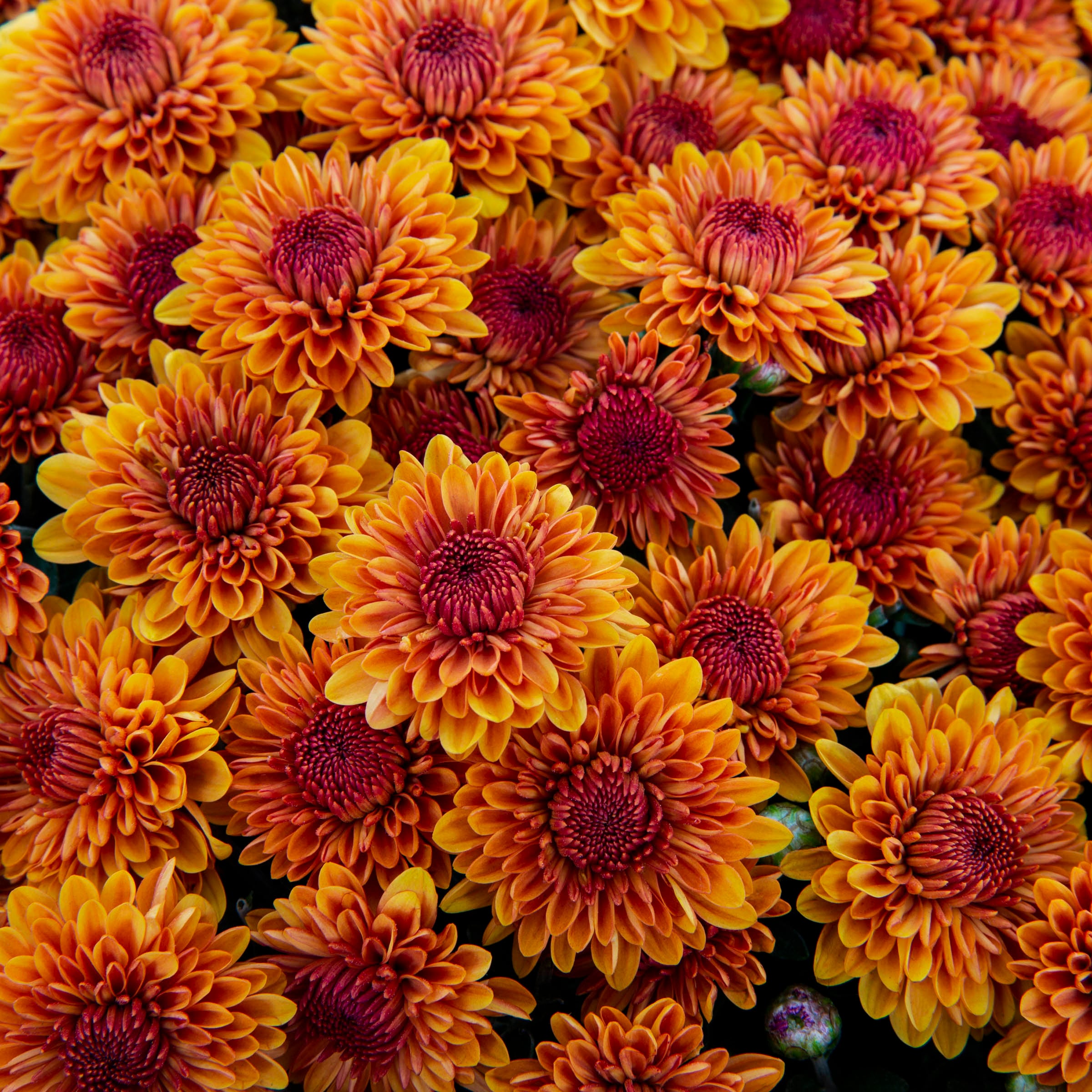 Monrovia 5336045 annuals - View #2