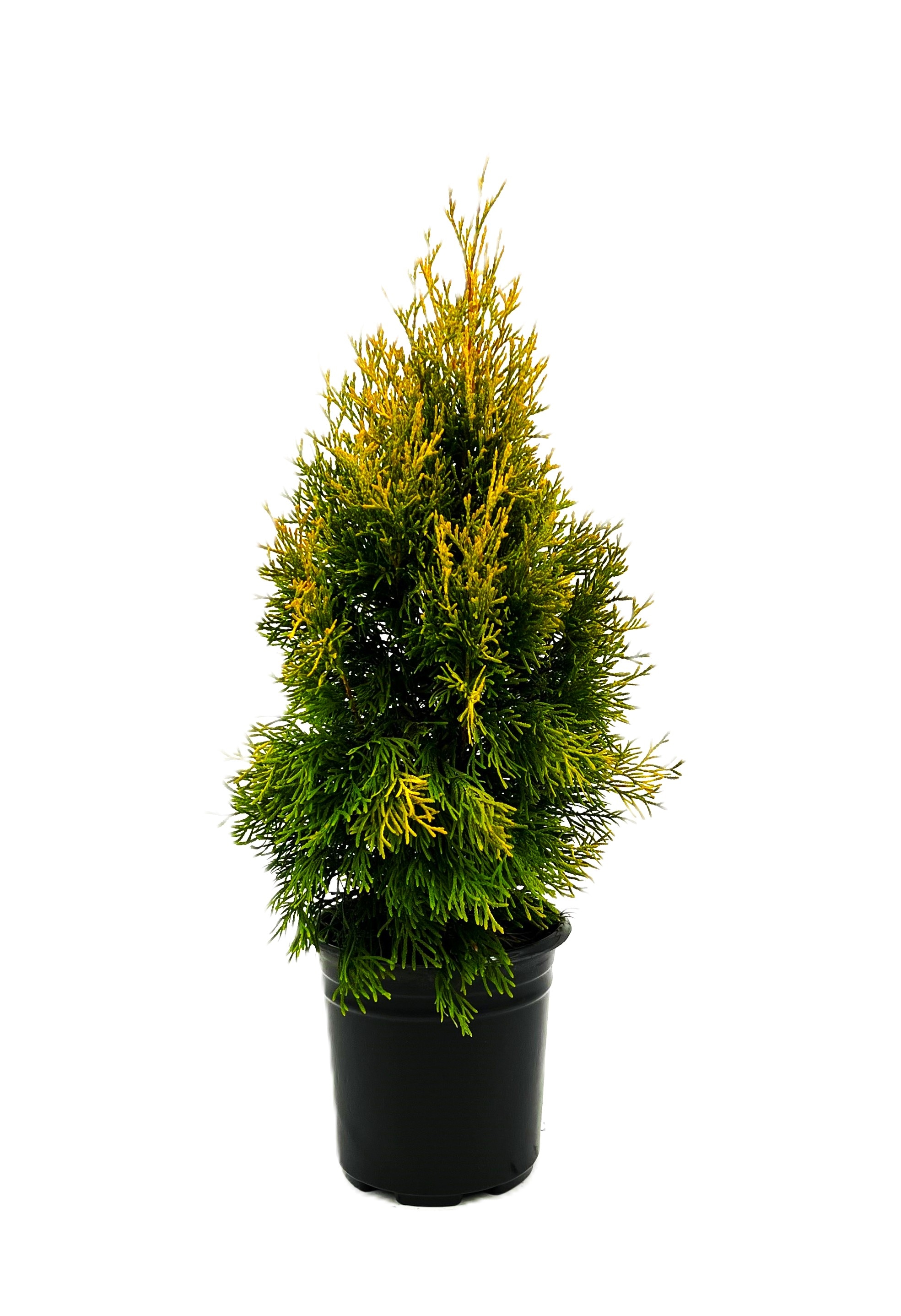 Janed Gold Arborvitae Feature Shrub in 2.5 -Quart Pot 1 -Pack