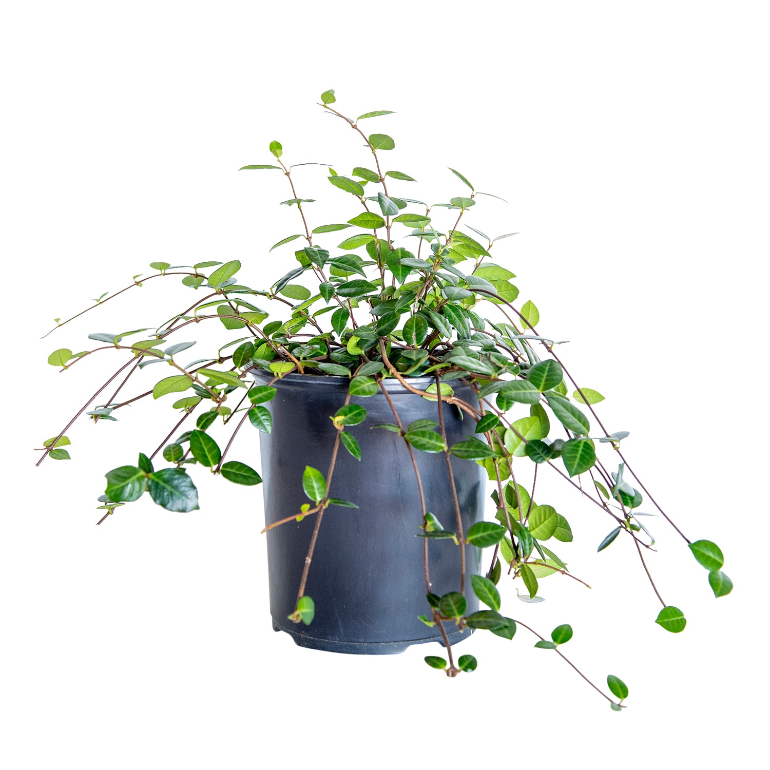 Vines Brand Flowerwood
