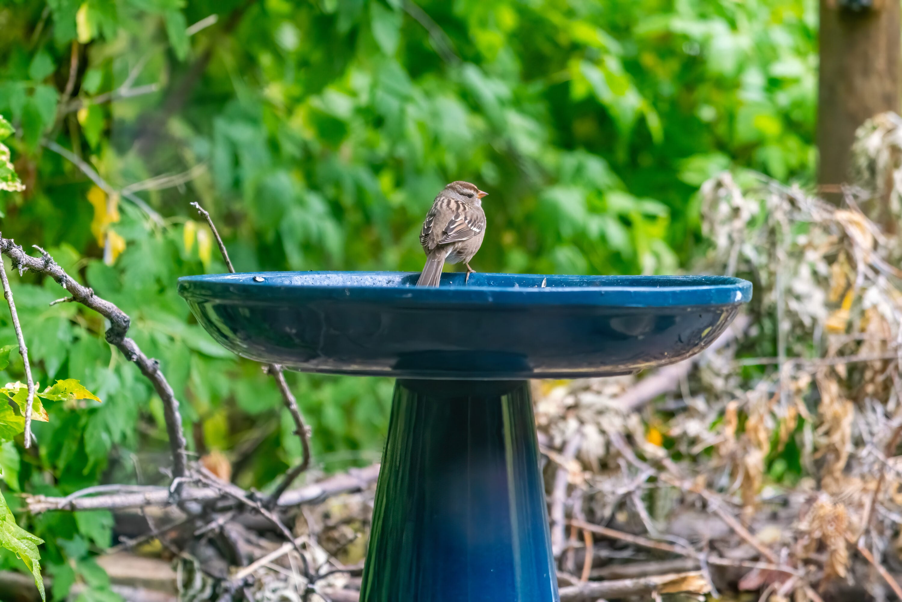 BIRDS CHOICE OS-MIDNIGHT BLUE birdbaths - View #14