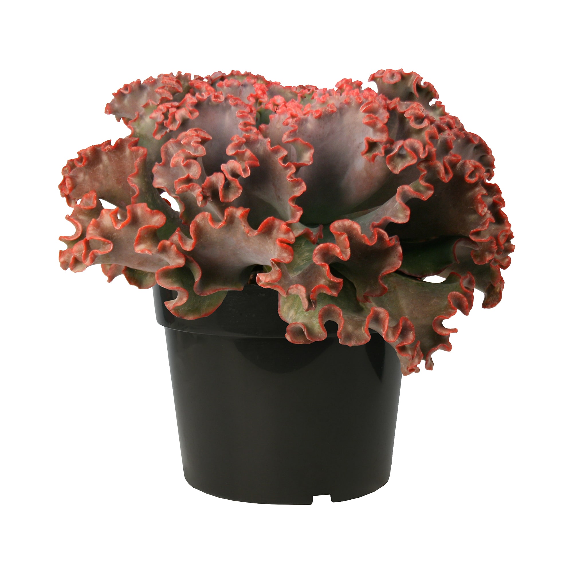 Lowe's Multicolor Echeveria House plant in 3.8 Quart(s) Pot 1 -Pack