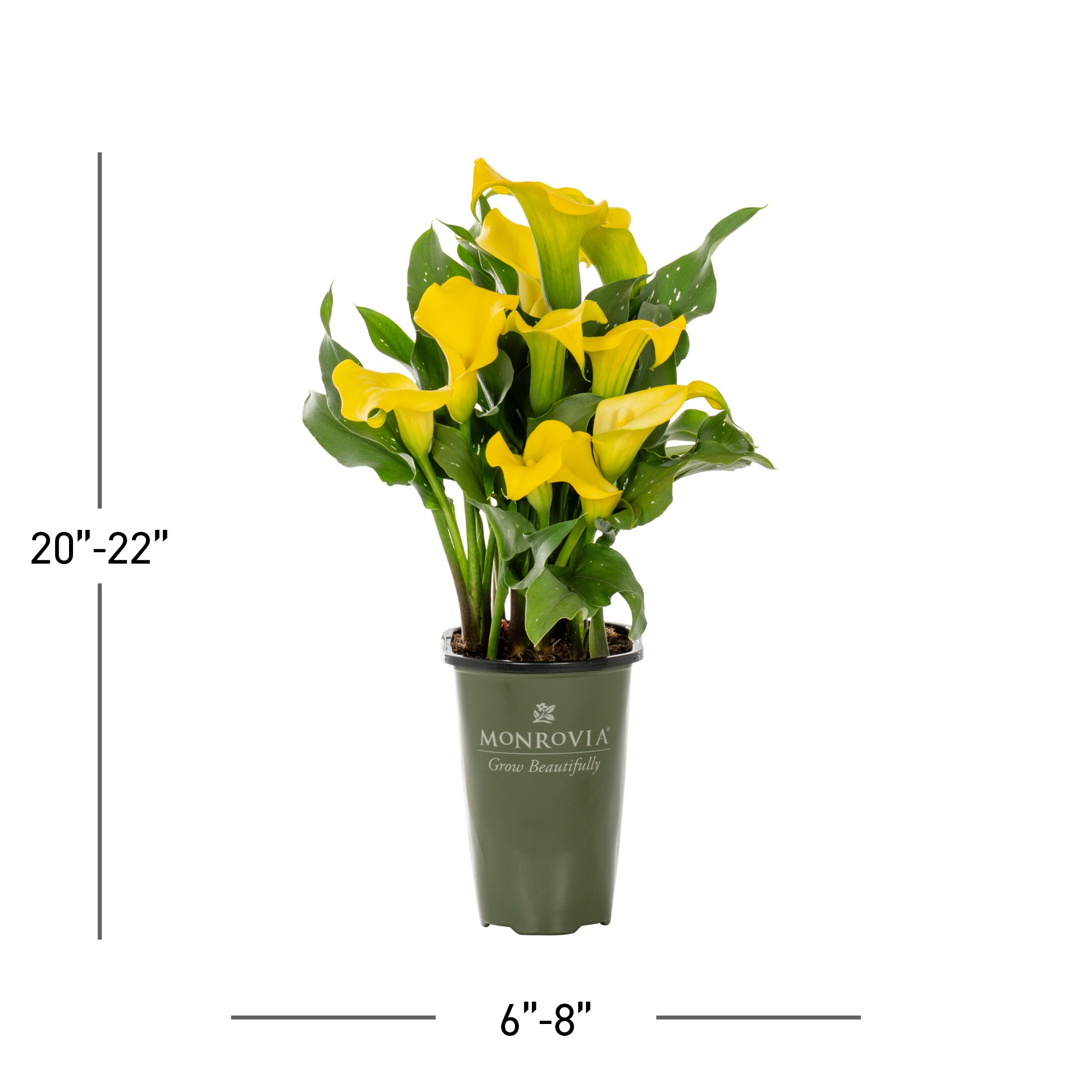 Monrovia 5074 perennials - View #3