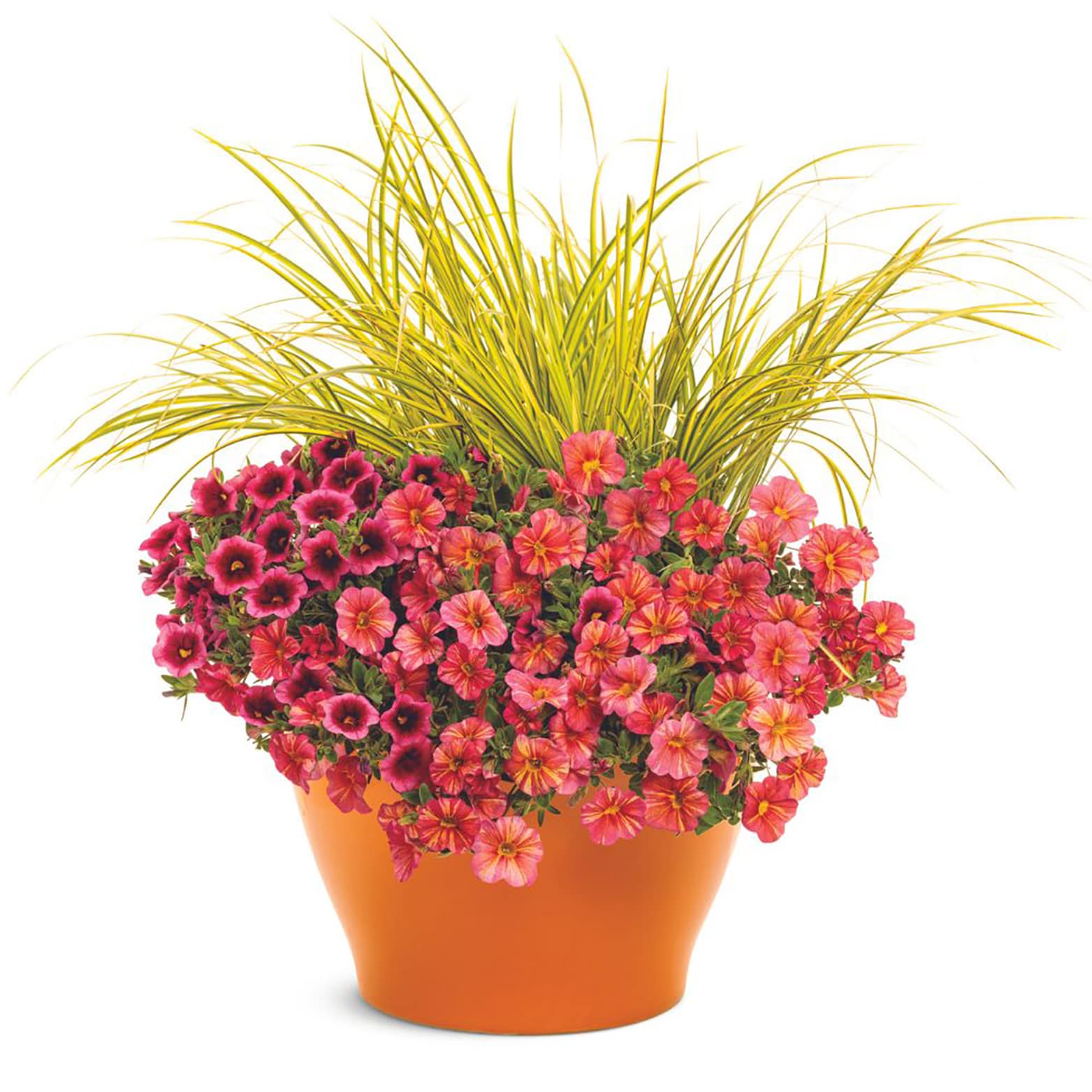 Proven Winners BELPRW1297504 annuals - View #3