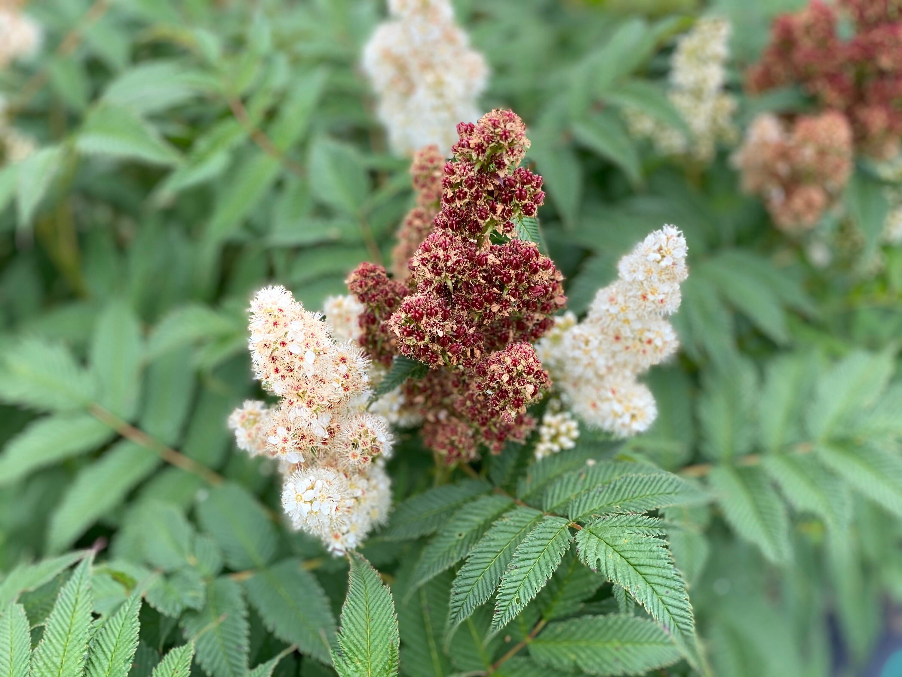 Proven Winners SORPRC1007800 shrubs - View #2