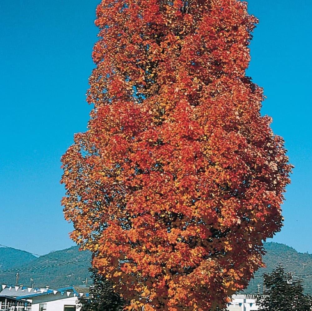  NURSERY 12.7 -Gallon Shade Armstrong Red Maple In pot (with soil)