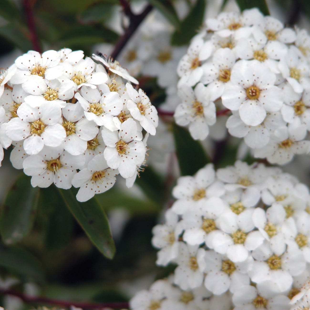 Van Zyverden 82919 White Spiraea Snowmound Bulbs 1 Count