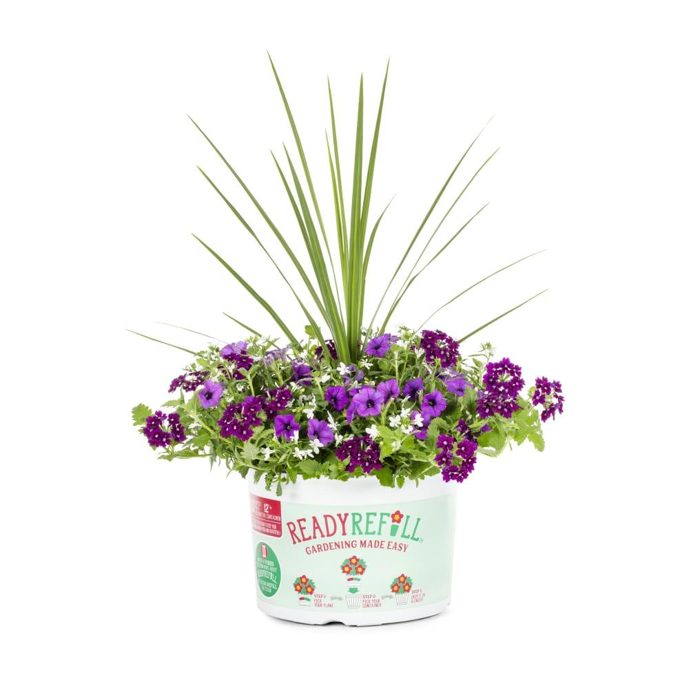 Ready Refill NURSERY Multicolor Mixed Annuals Combinations Pot