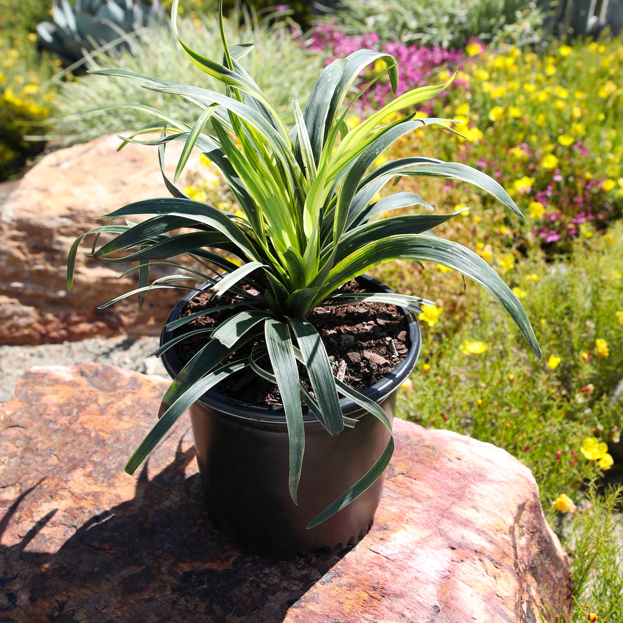 Altman Plants 0873147 shrubs - View #8