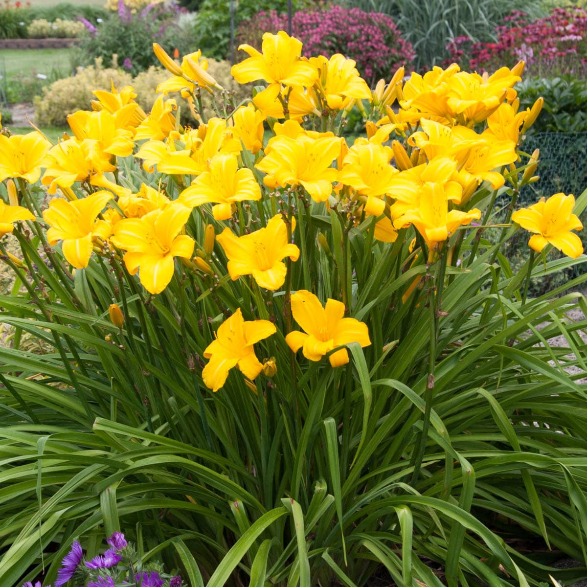 Spring Hill Nurseries Yellow Flowering Buttered Popcorn Daylily Perennial Plant In 1 Pack