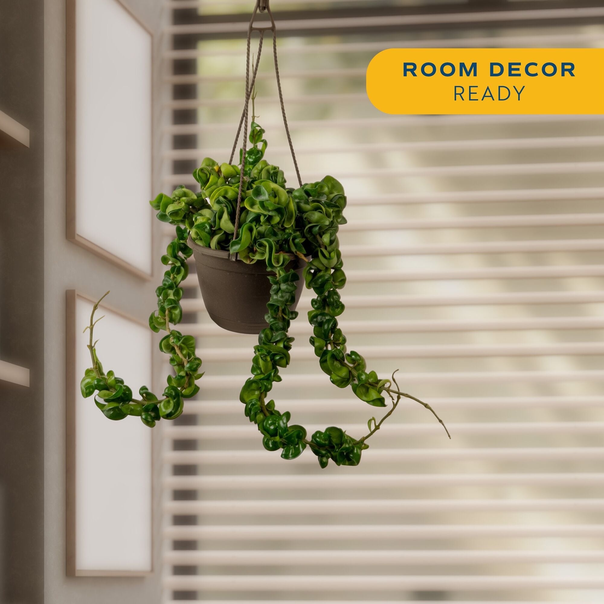 Hoya Rope