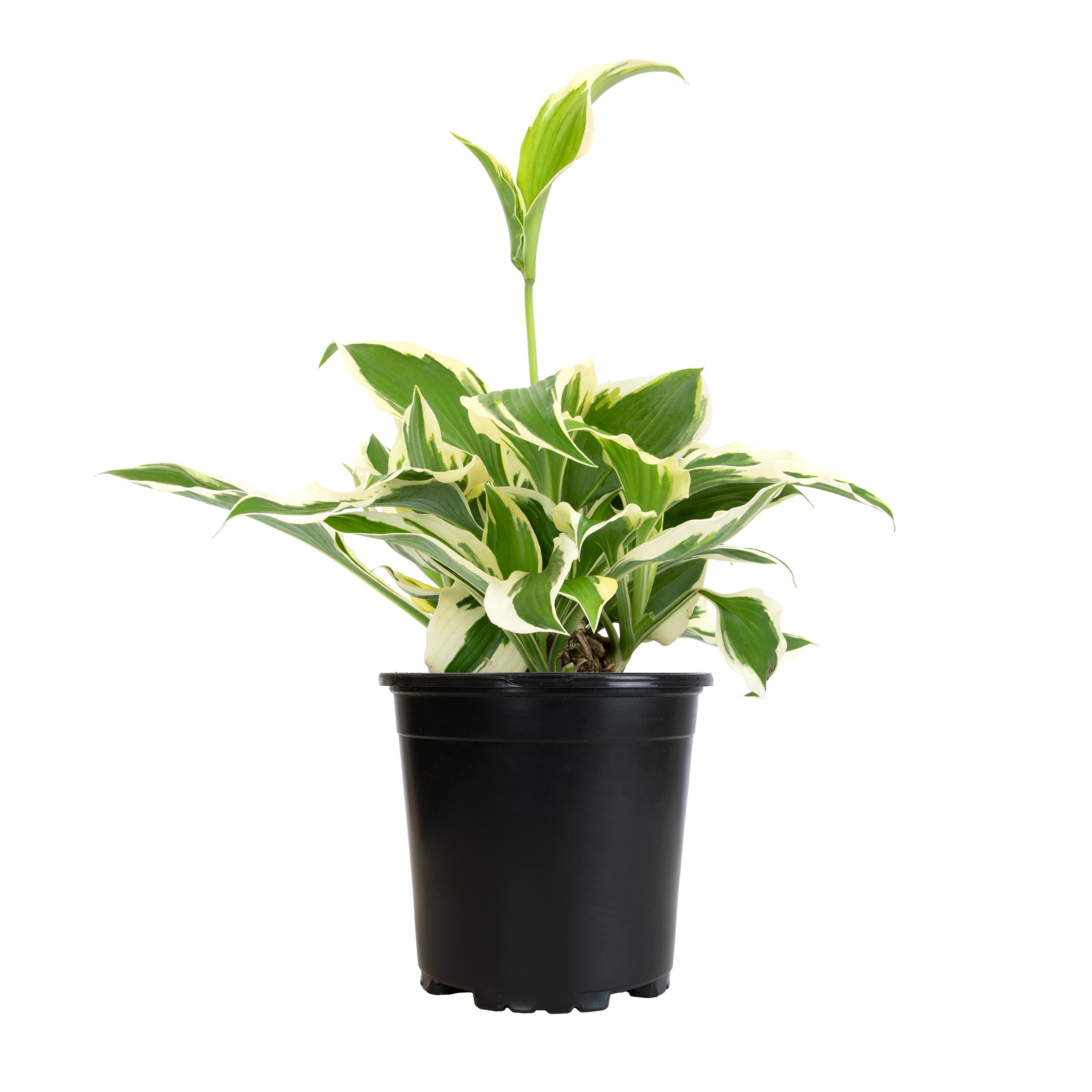 Altman Plants 0881264 White Hosta Plant in 2.5-Quart Pot