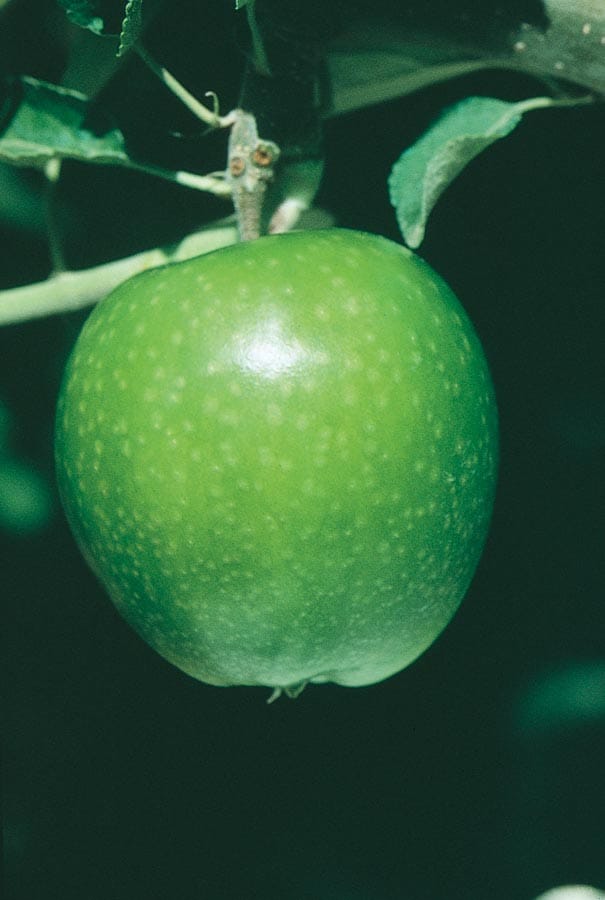Malus domestica 'Granny Smith' (Semi-Dwarf Apple)