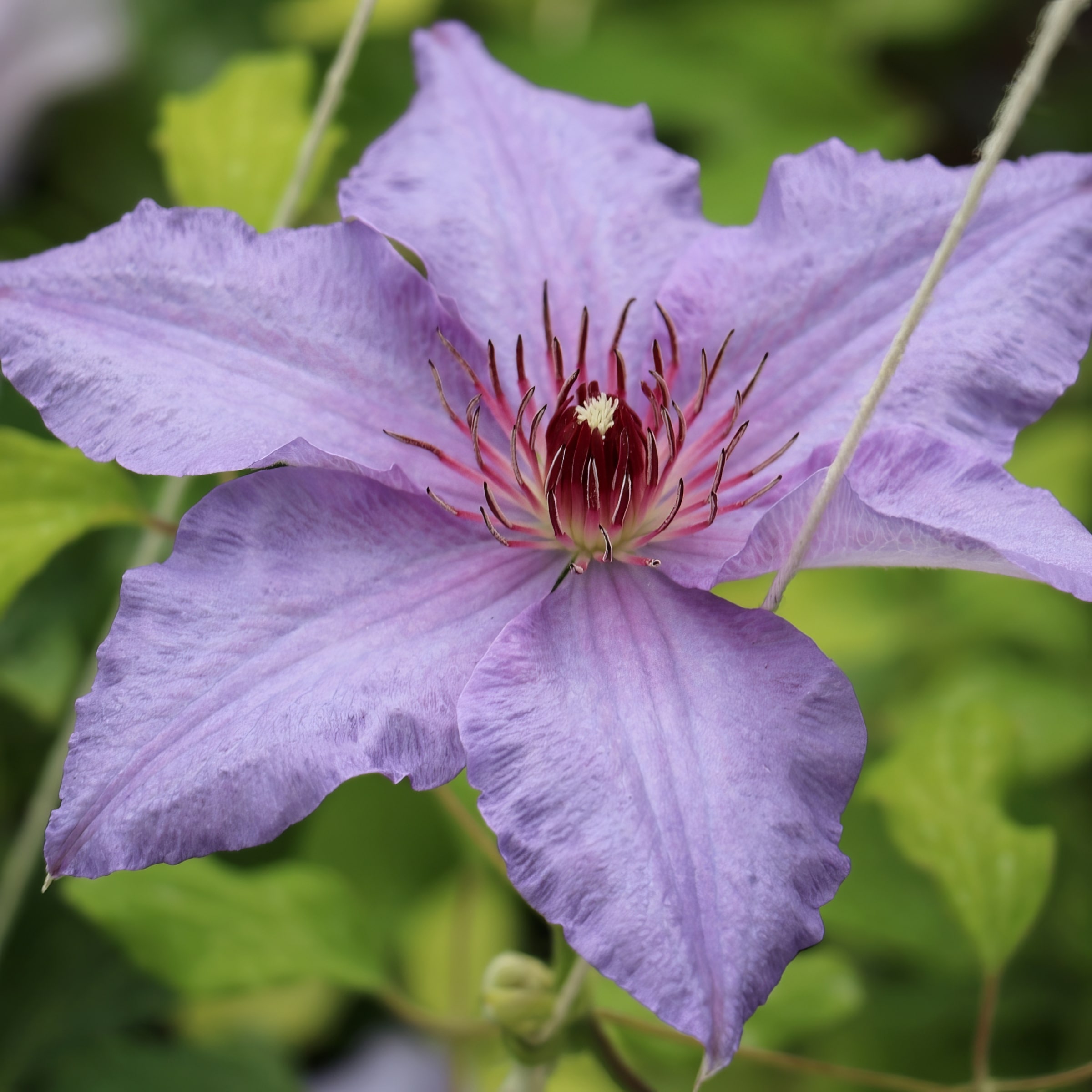 National Plant Network LW1708 vines - View #4