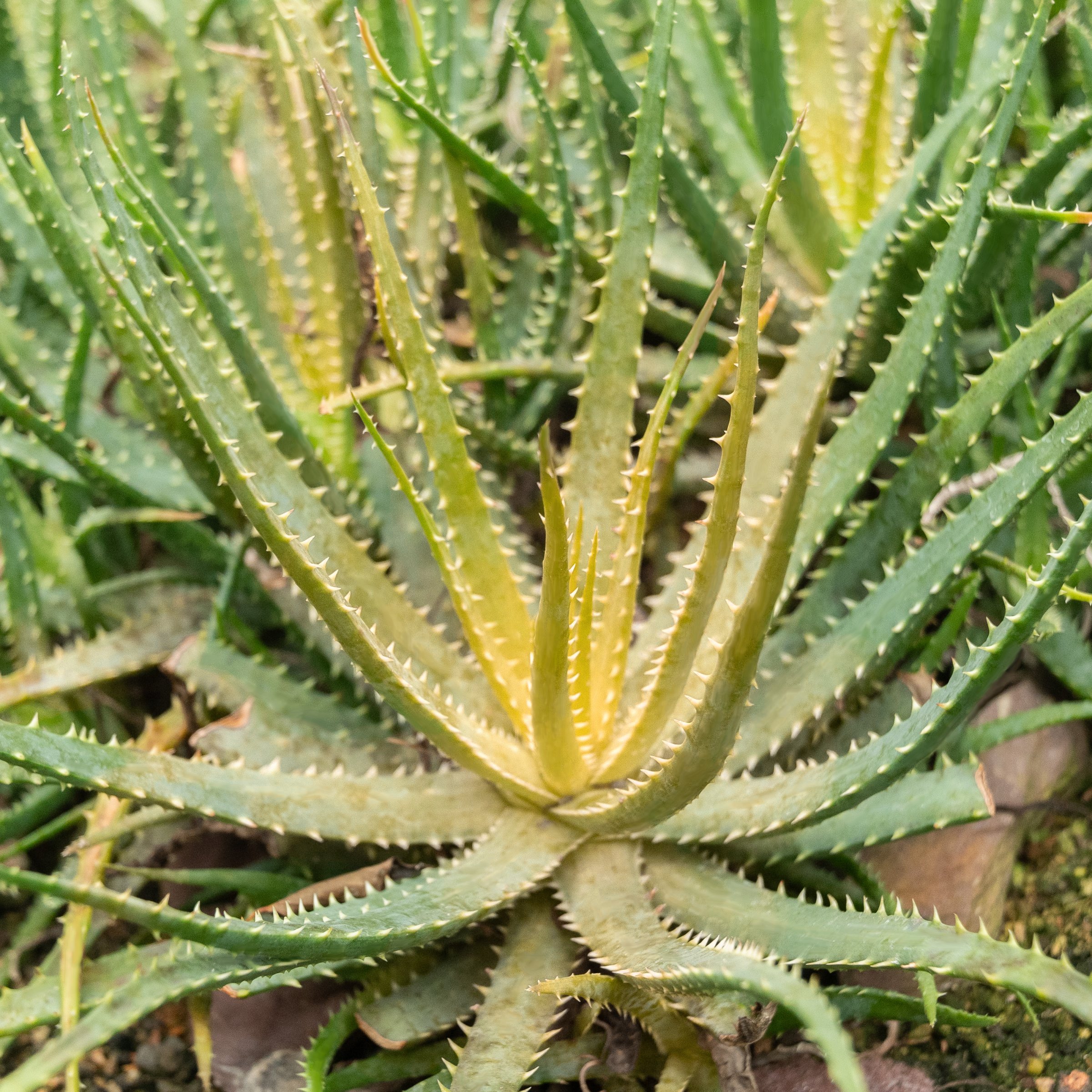 National Plant Network Aloe Solar Flare House plant in 4 Inch(es) Pot 3  -Pack in the House Plants department at Lowes.com