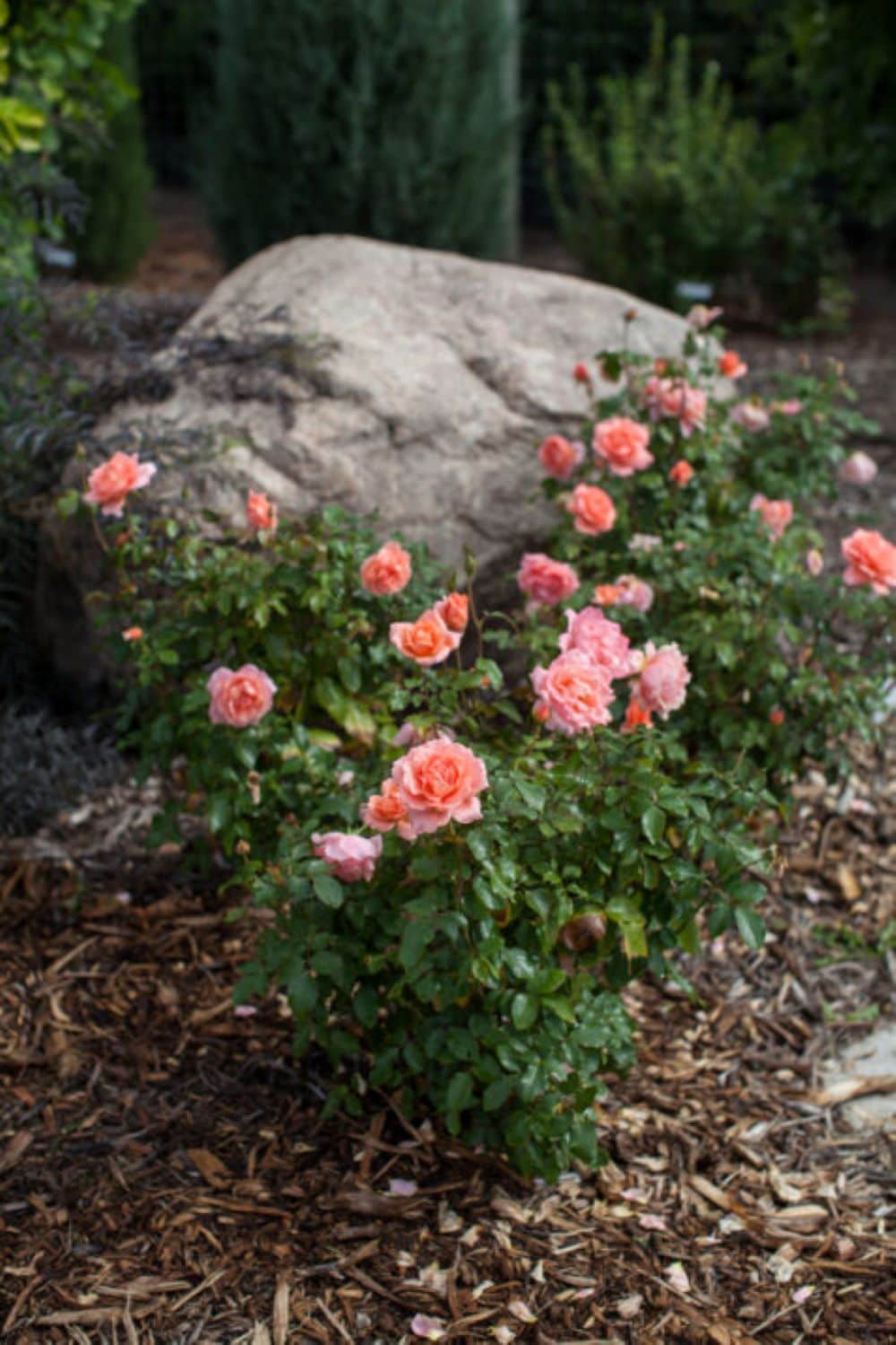Lowe's NURSERY shrubs - View #3