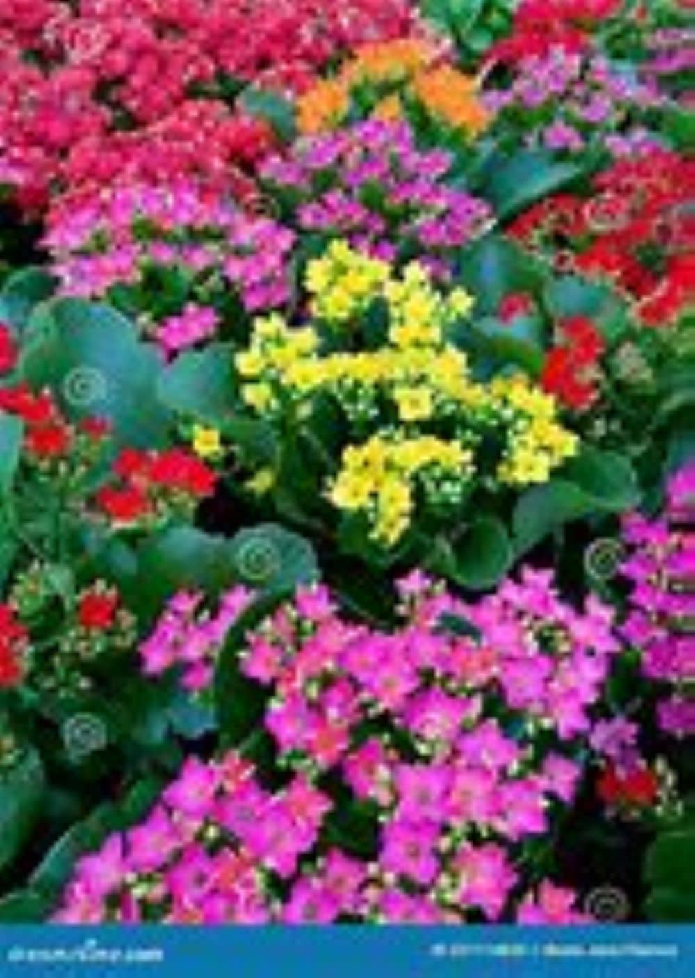 Lowe's NURSERY Multicolor Kalanchoe Flaming Katy in 1-Pint Planter