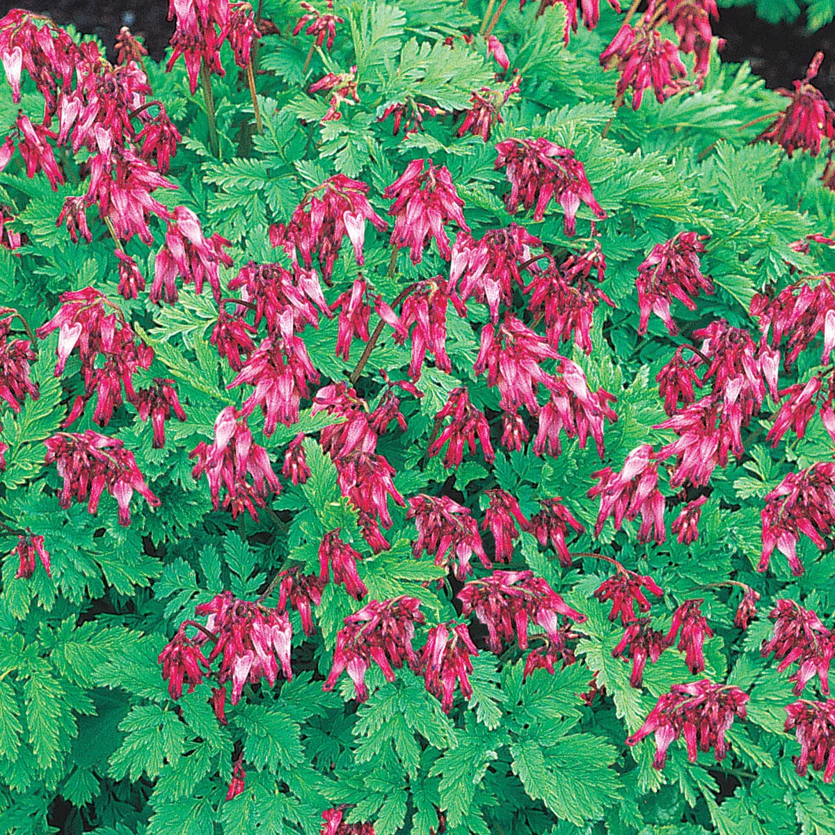 Spring Hill Nurseries 79972 Pink in 3-Pack Bareroot 3-Pack