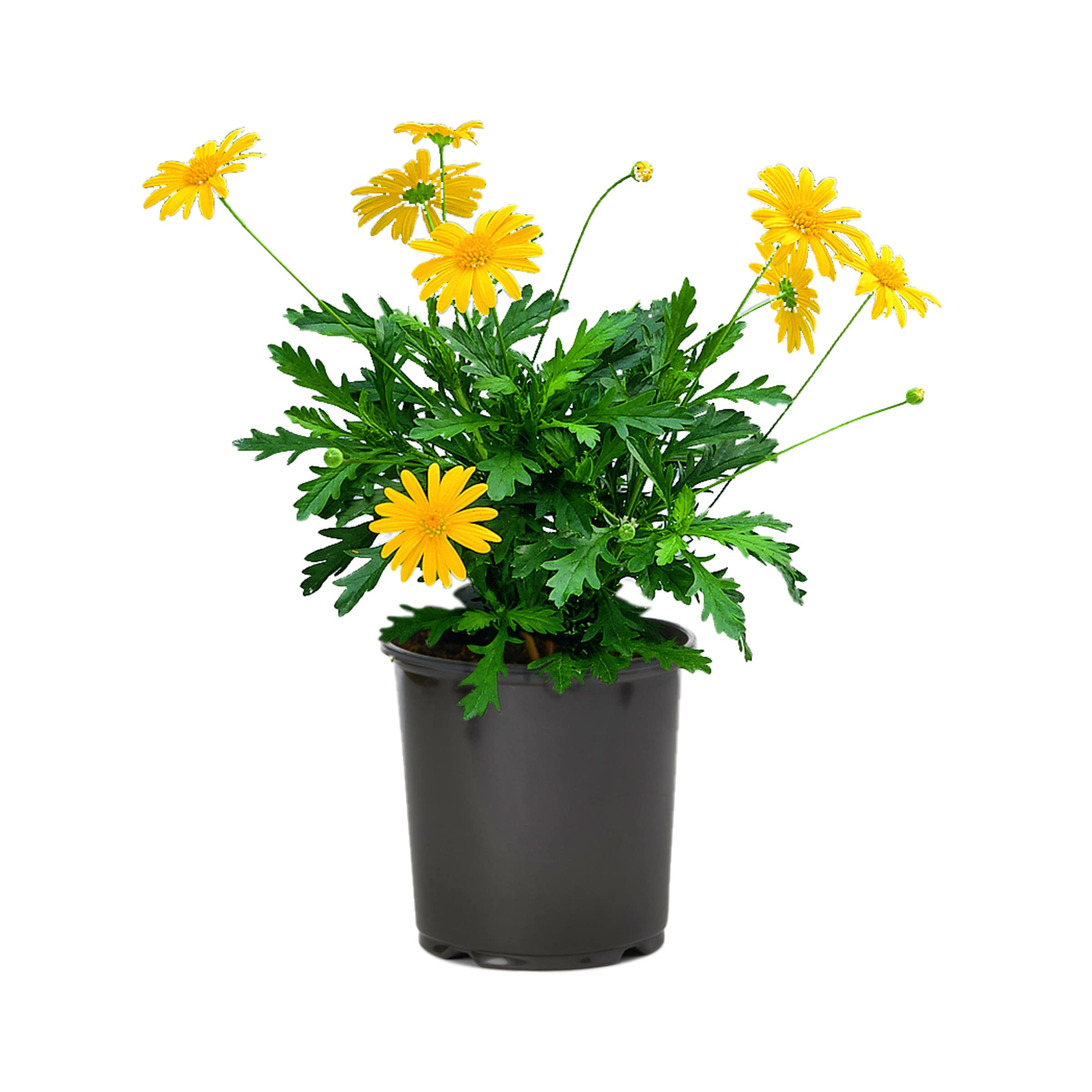 Lowe's NURSERY Yellow Euryops Plant in 2.5 -Quart Pot 1 -Pack