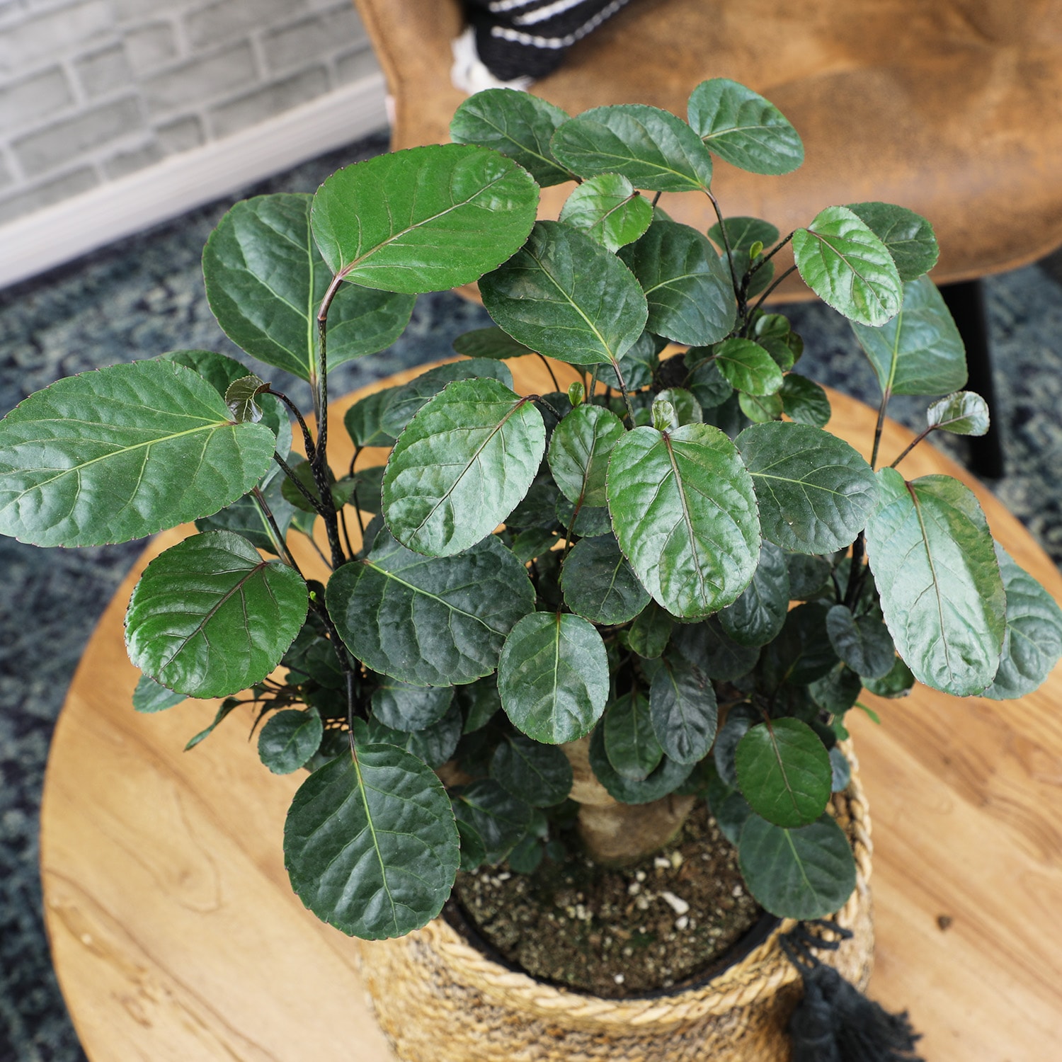Altman Plants 0872989 hseplants - View #3