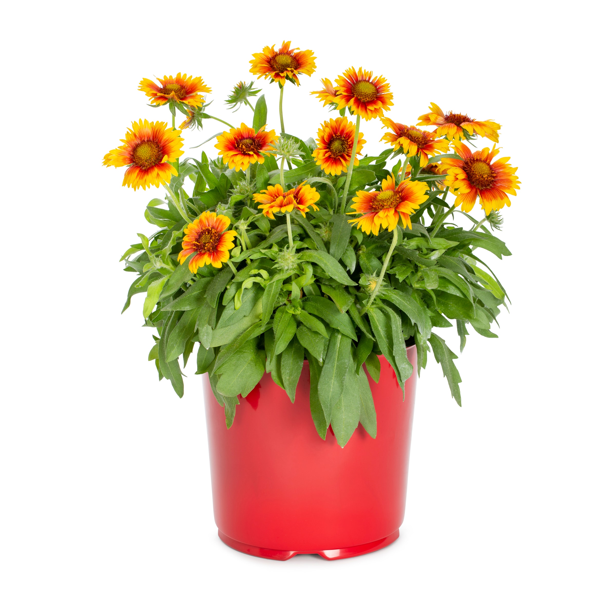 Lowe's NURSERY Multicolor Blanket Flower Plant in 1.5 -Gallon Pot 1.0 -Pack