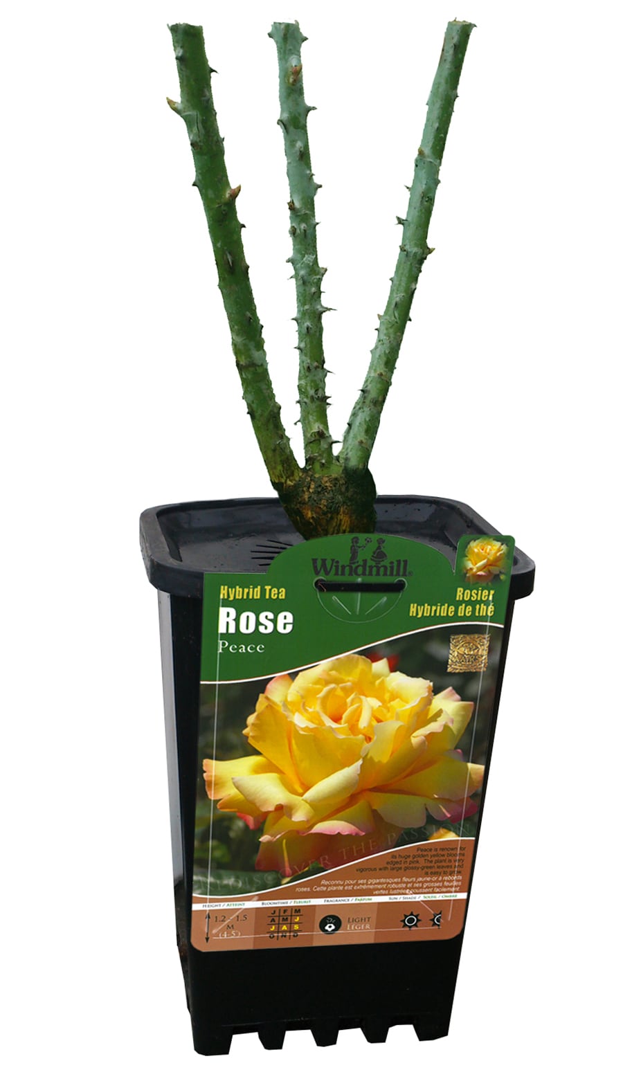Showtainer Multicolor Rose 1 -Pack Pot #CR-ST304-LO
