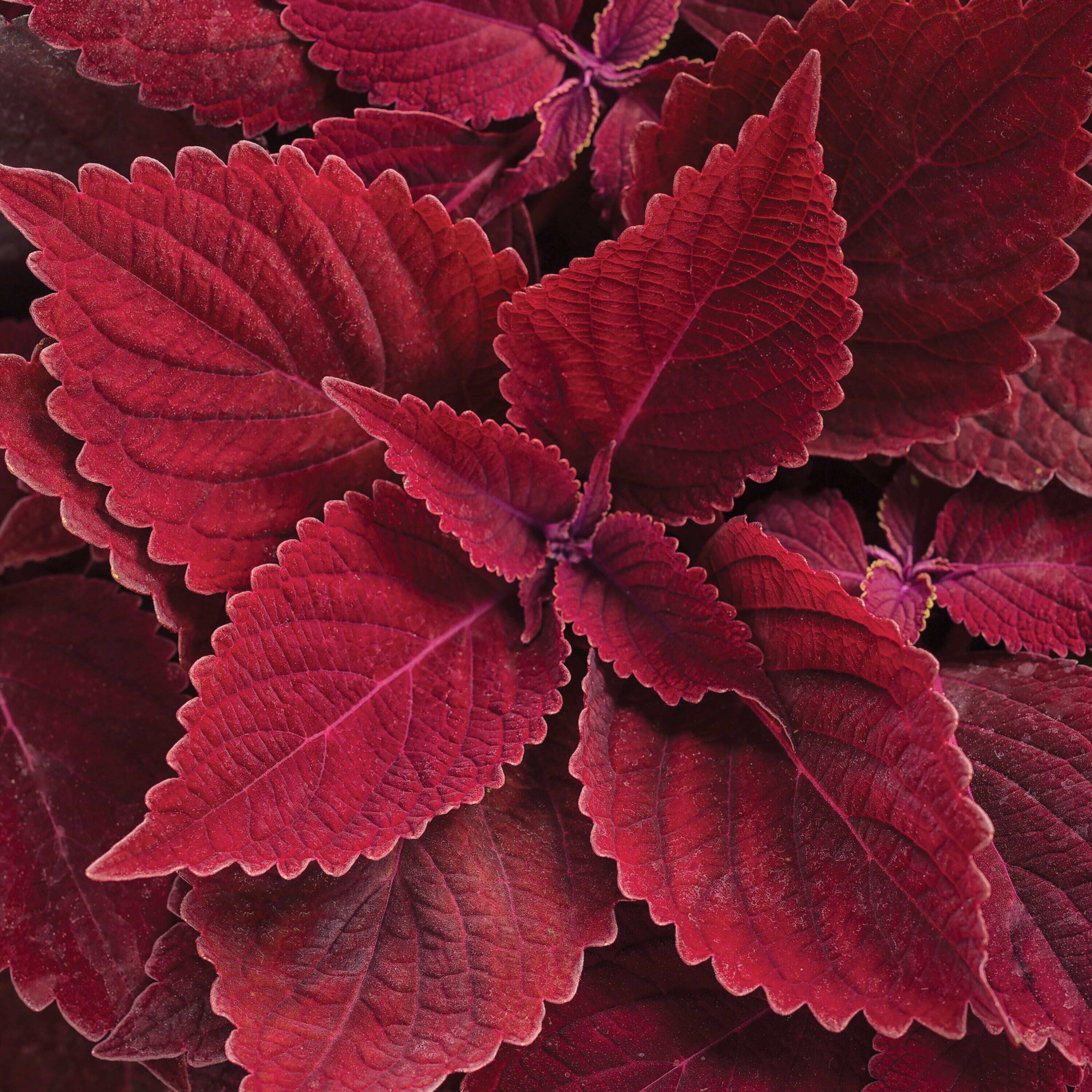 Proven Winners COLPRW1427504 Colorblaze Rediculous Coleus in 4.25-in Pot