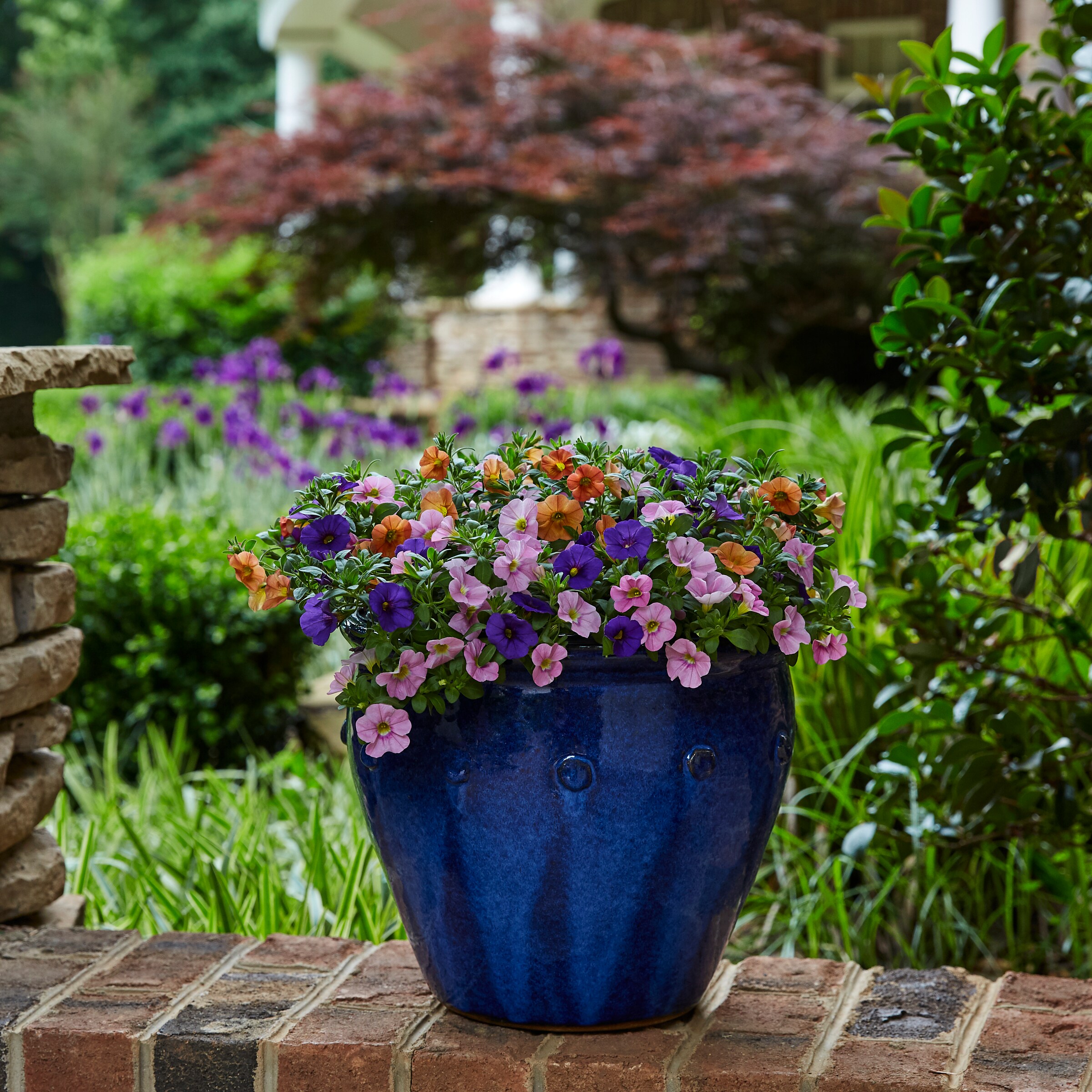 Metrolina Greenhouses 79595 annuals - View #3