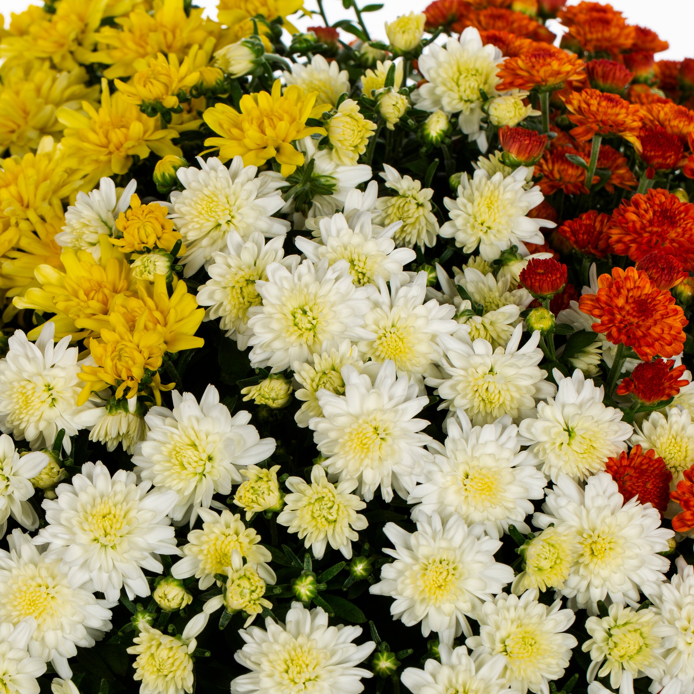 Lowe's NURSERY annuals - View #2