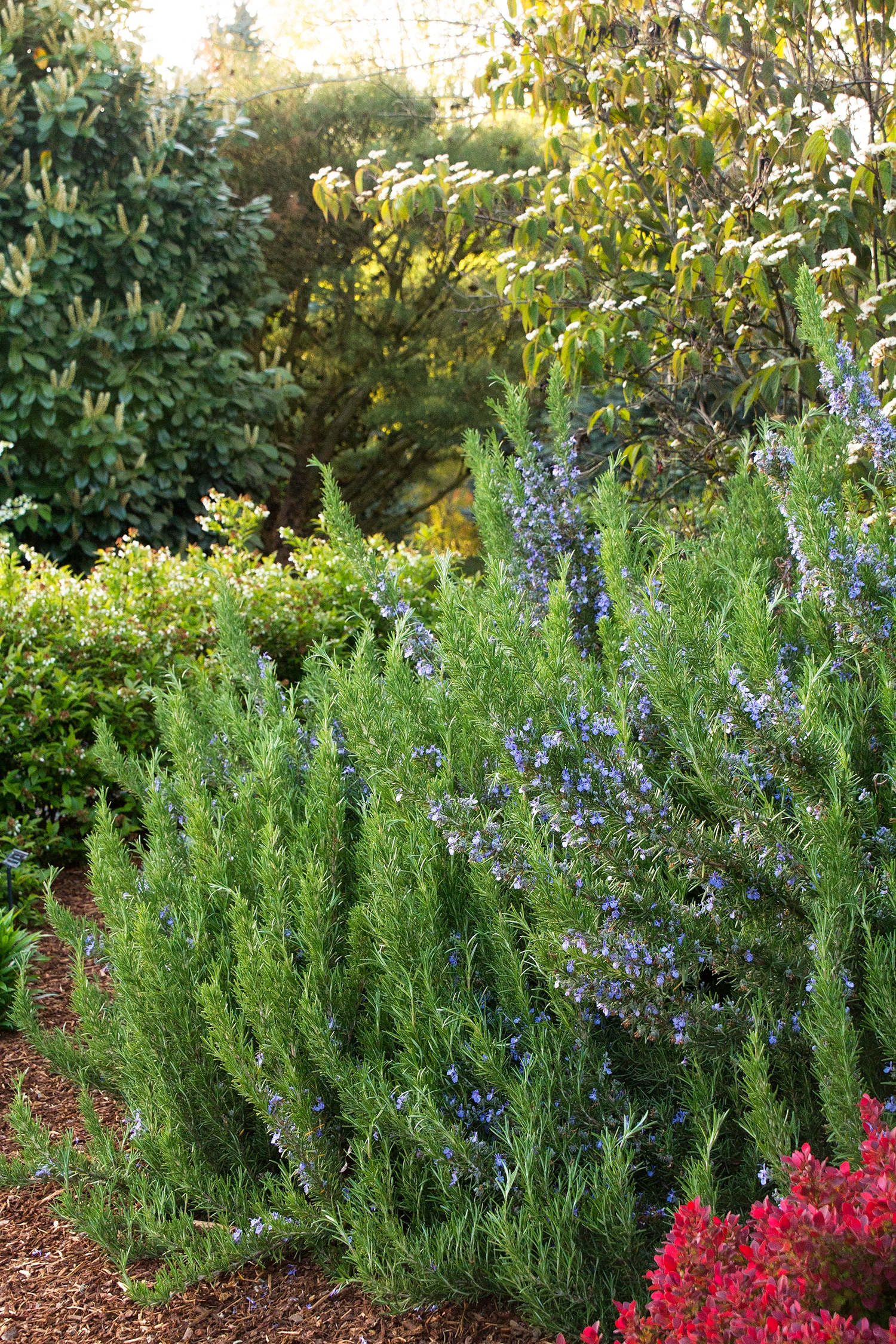 Monrovia 070281 perennials - View #4
