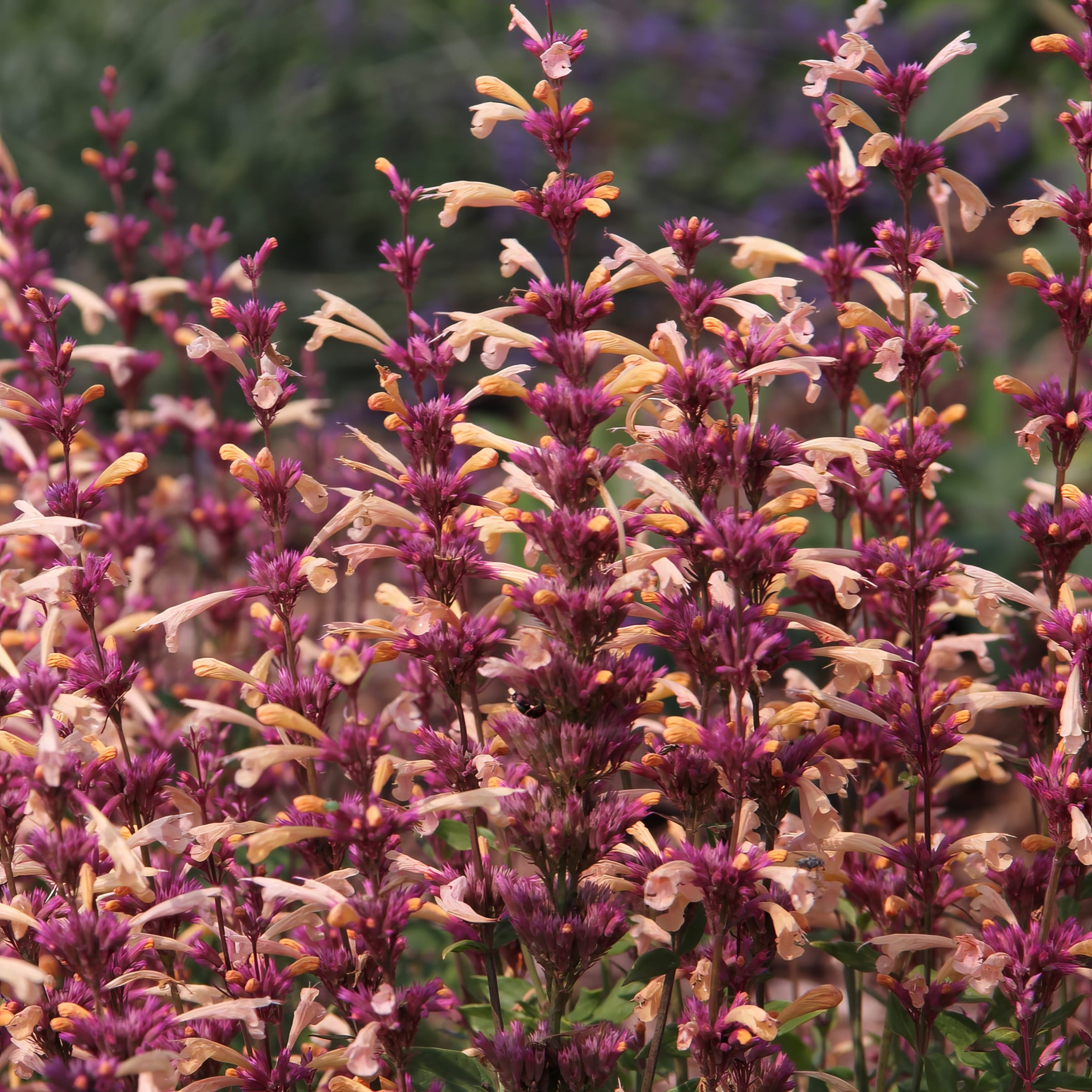 National Plant Network LW1703 perennials - View #15