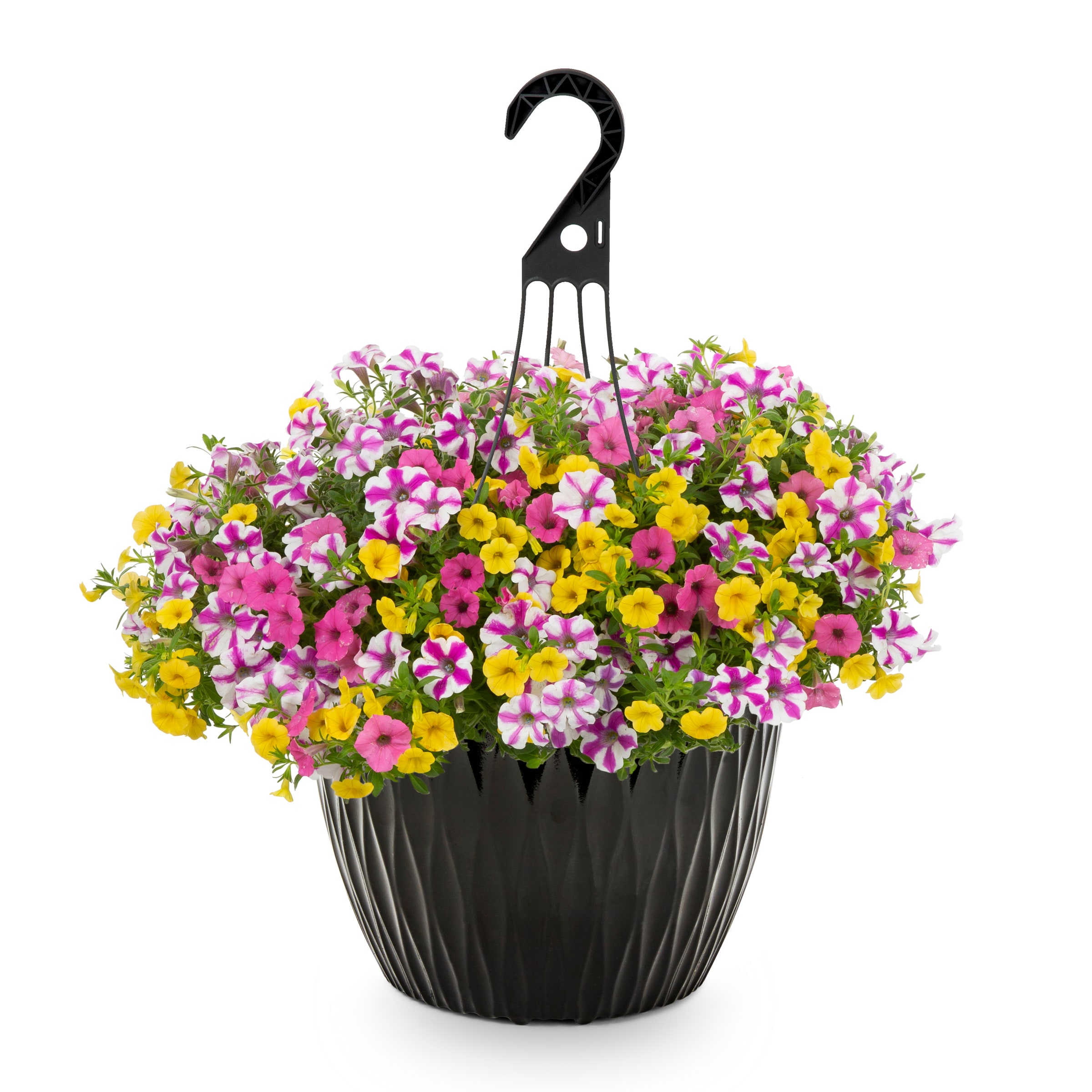 Proven Winners Multicolor Starry Night in 3.5-Gallon Hanging Basket in ...