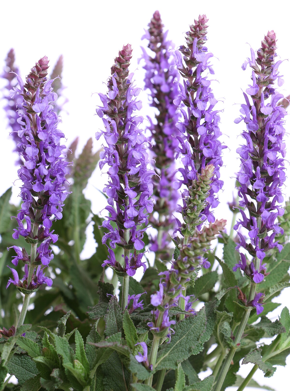 Monrovia Purple Marcus Salvia Plant in 1-Gallon Pot at Lowes.com