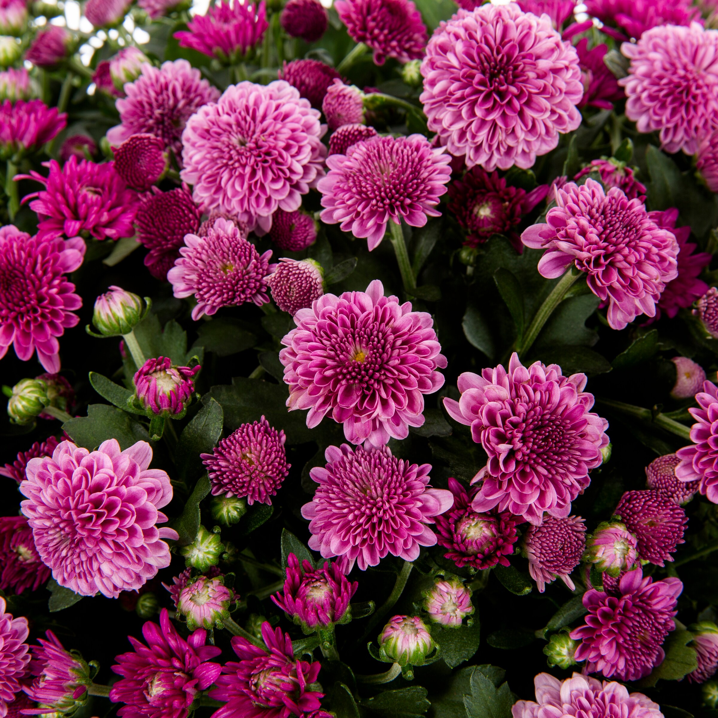 Lowe's NURSERY annuals - View #2